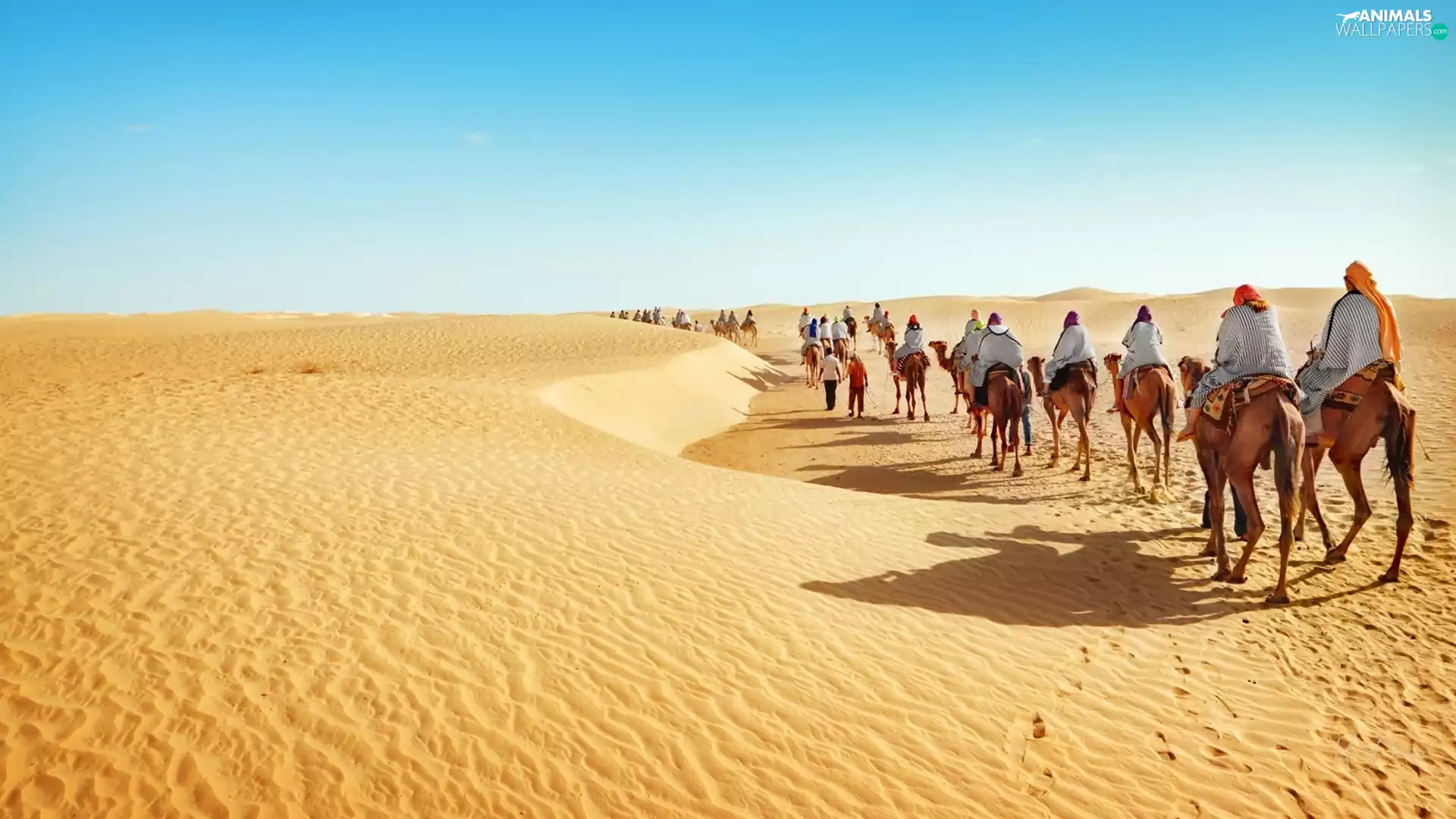 People, caravan, Desert, Camels