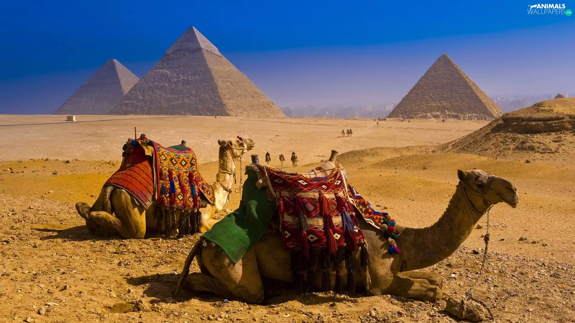 Camels, Egypt, Pyramids