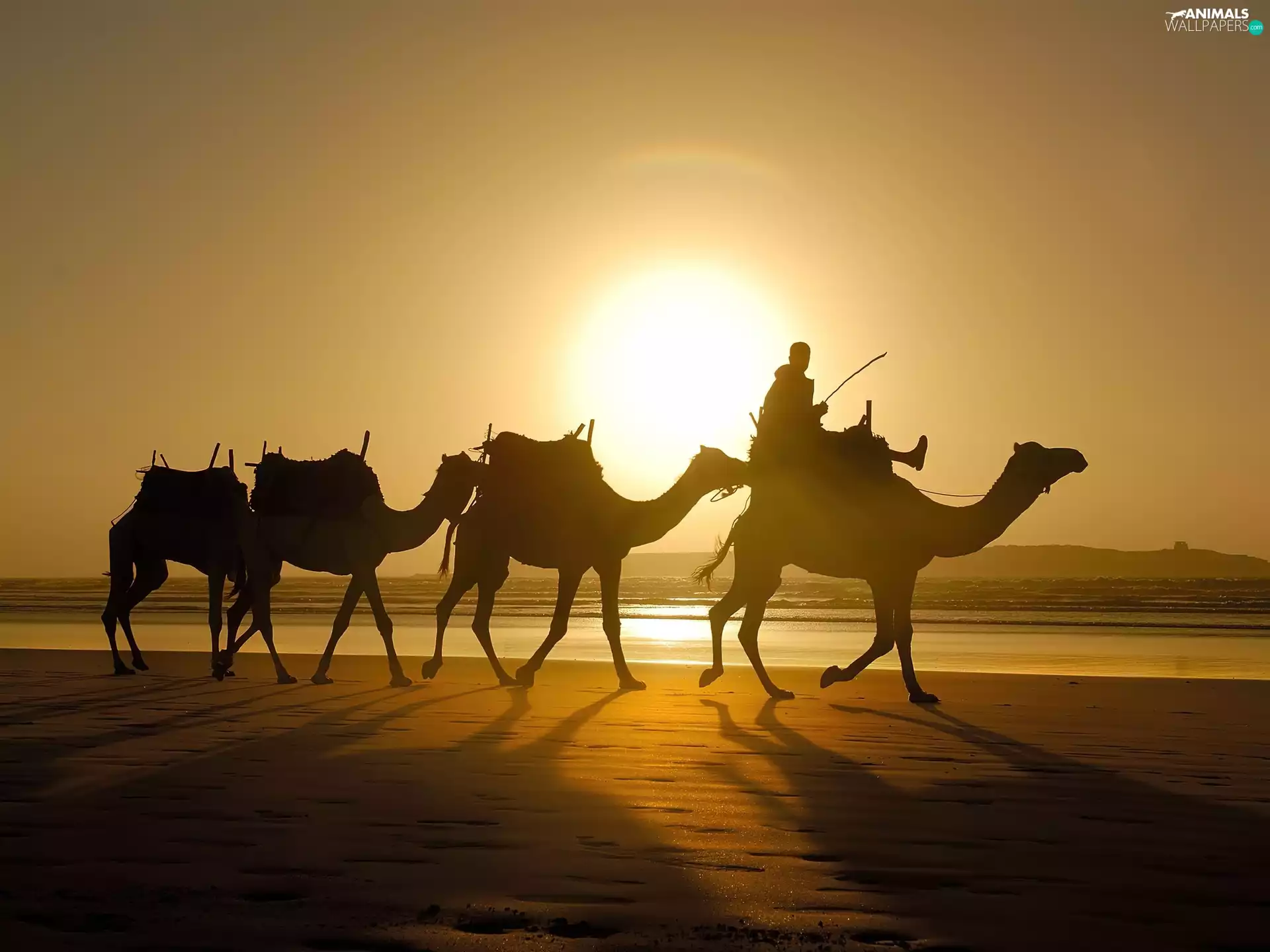 Camels, Great Sunsets