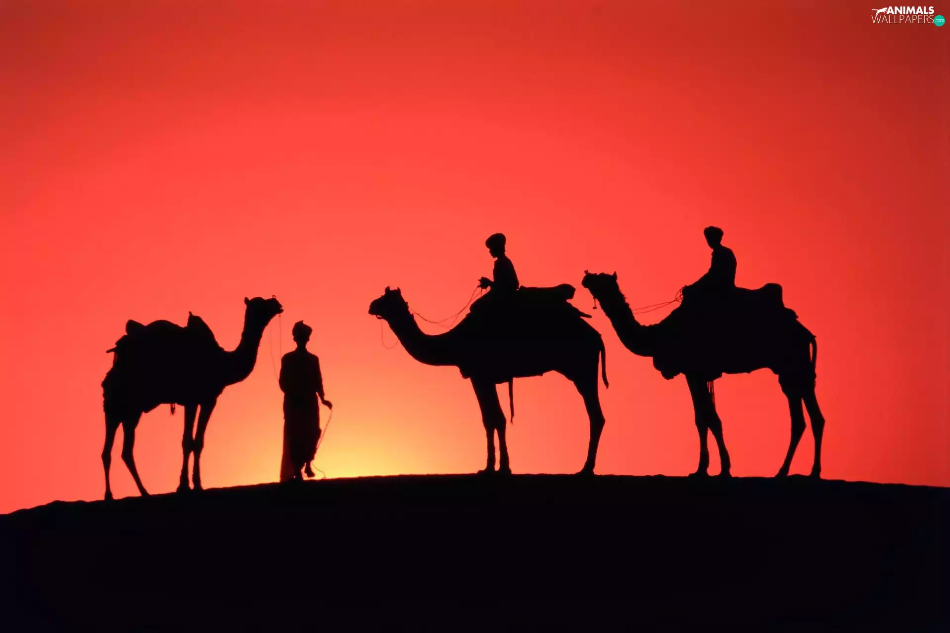 Three, west, sun, Camels