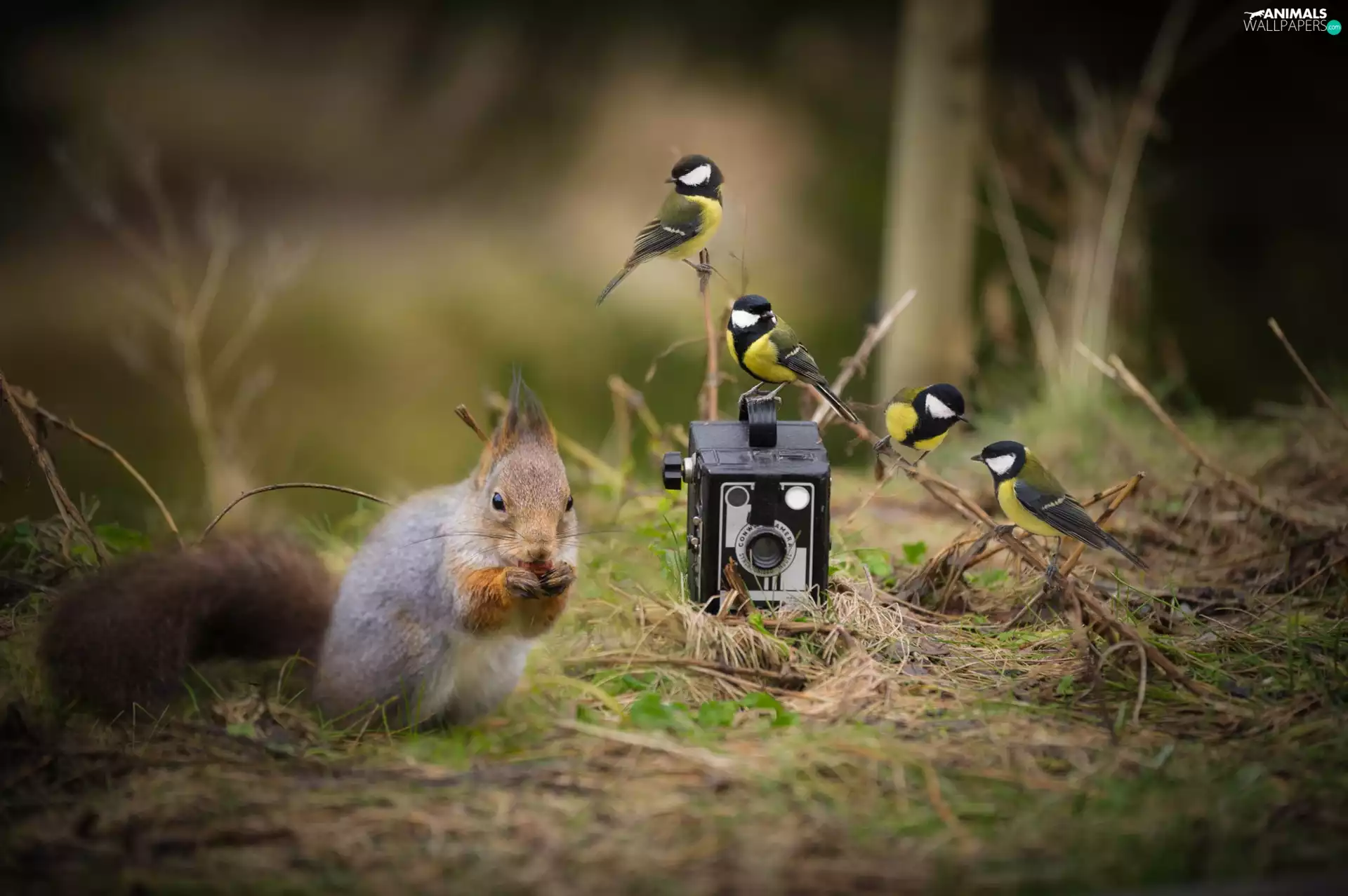 Camera, squirrel, Chickadees