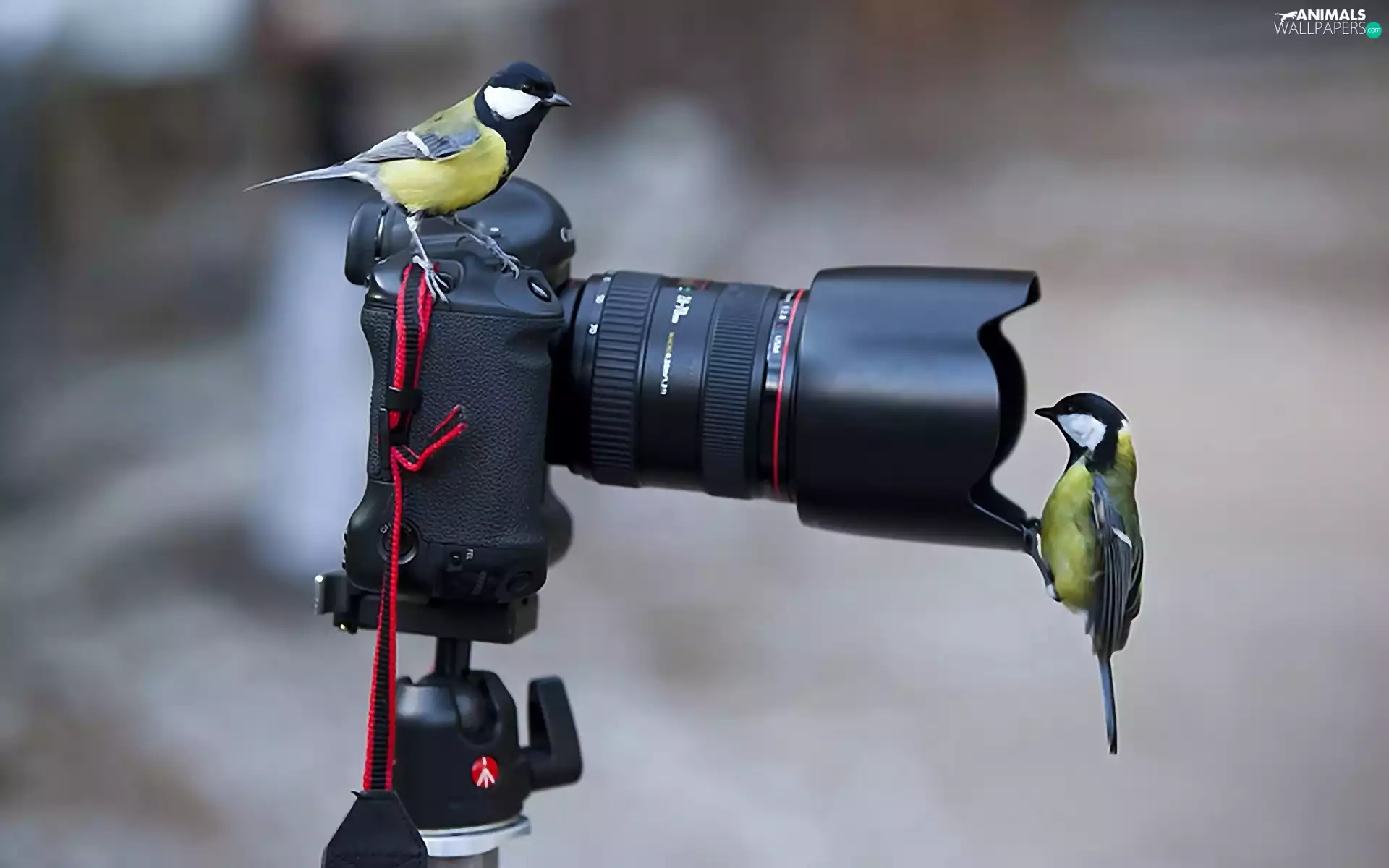 interest, camera, Chickadees, Canon, Two