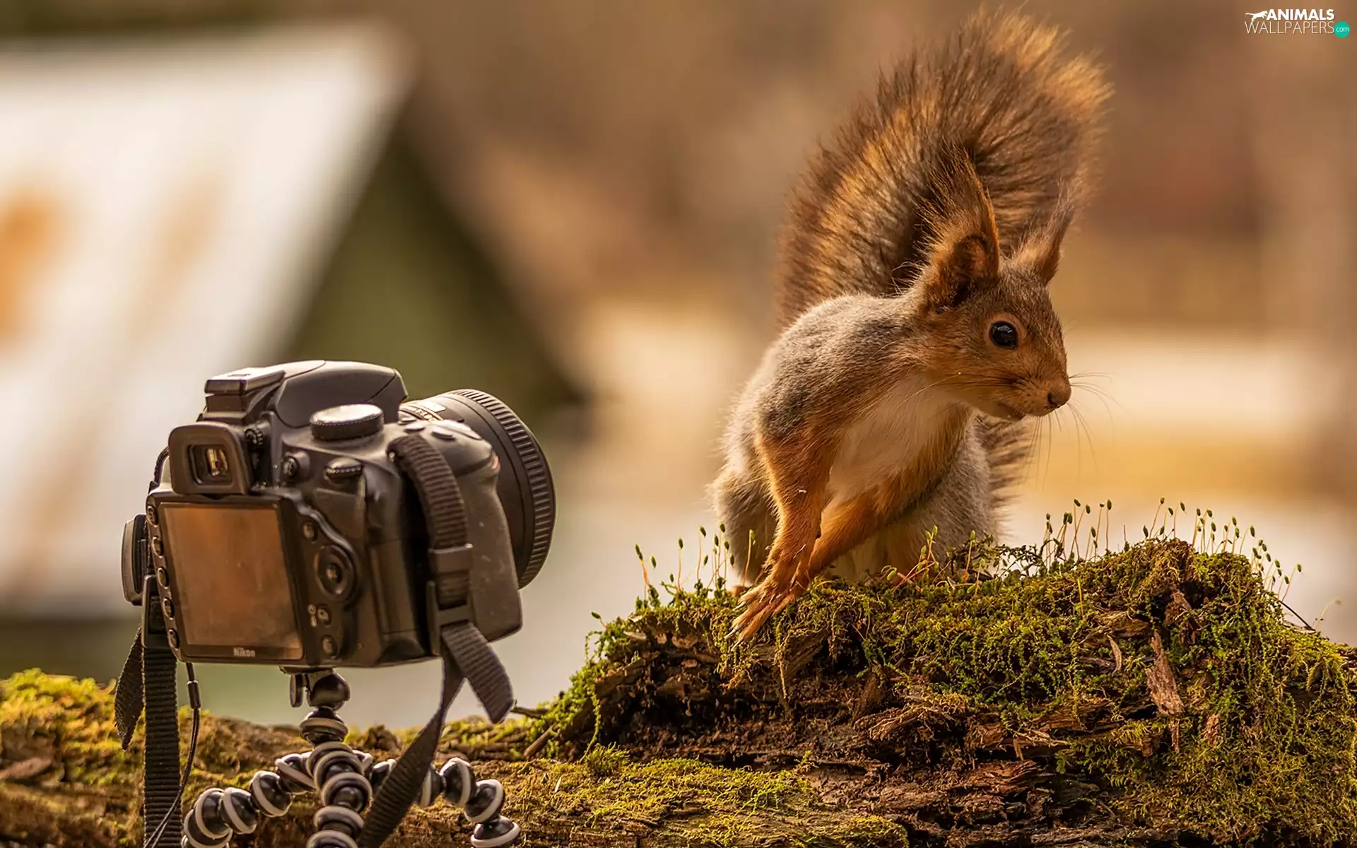 Camera, squirrel, Moss