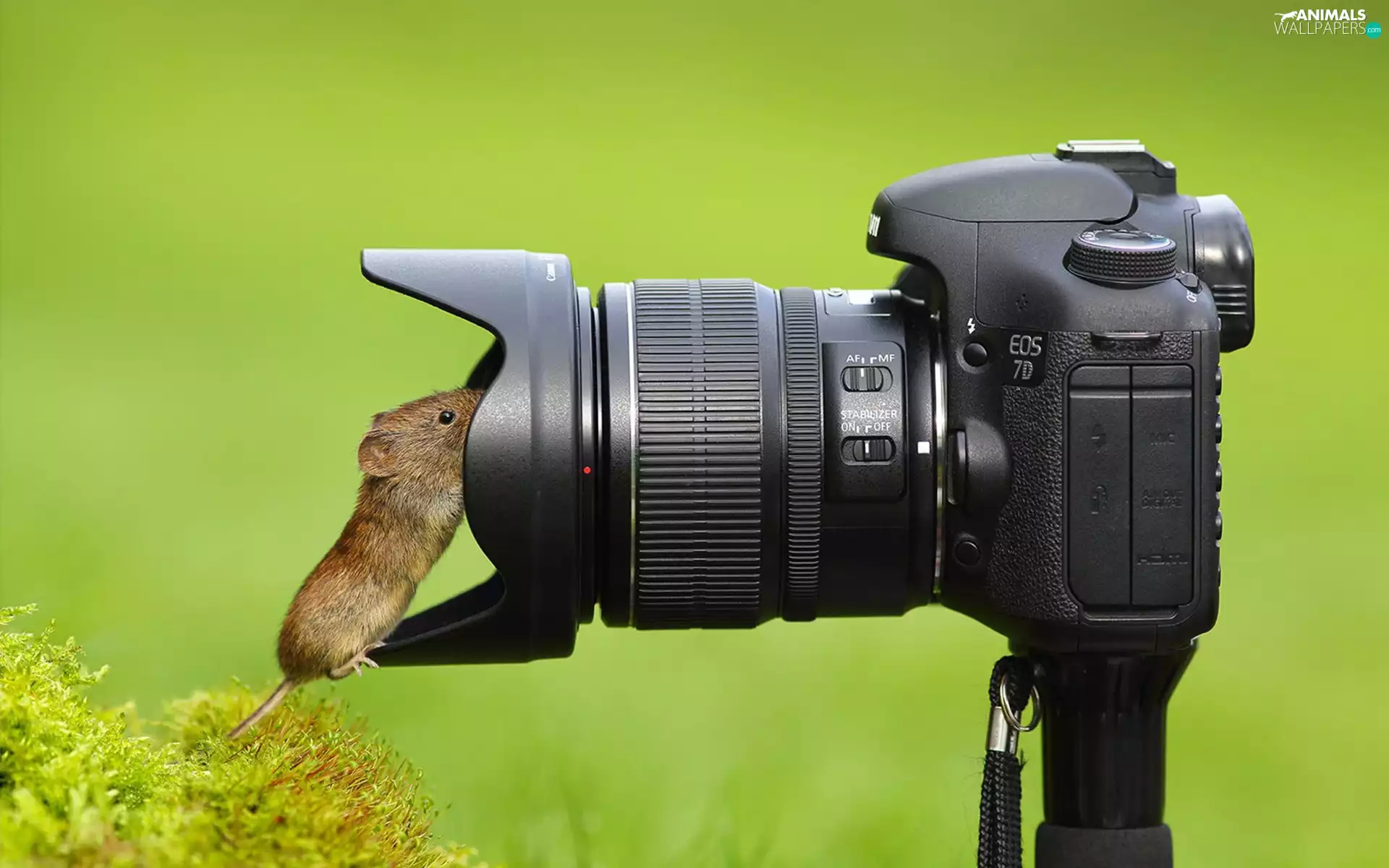 mouse, photographic, Bush, Camera