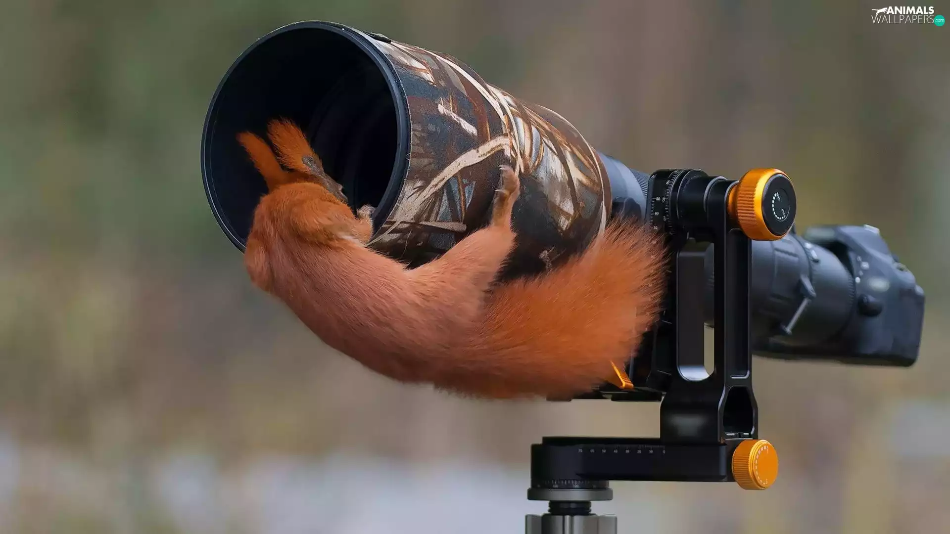 Camera, squirrel, objective