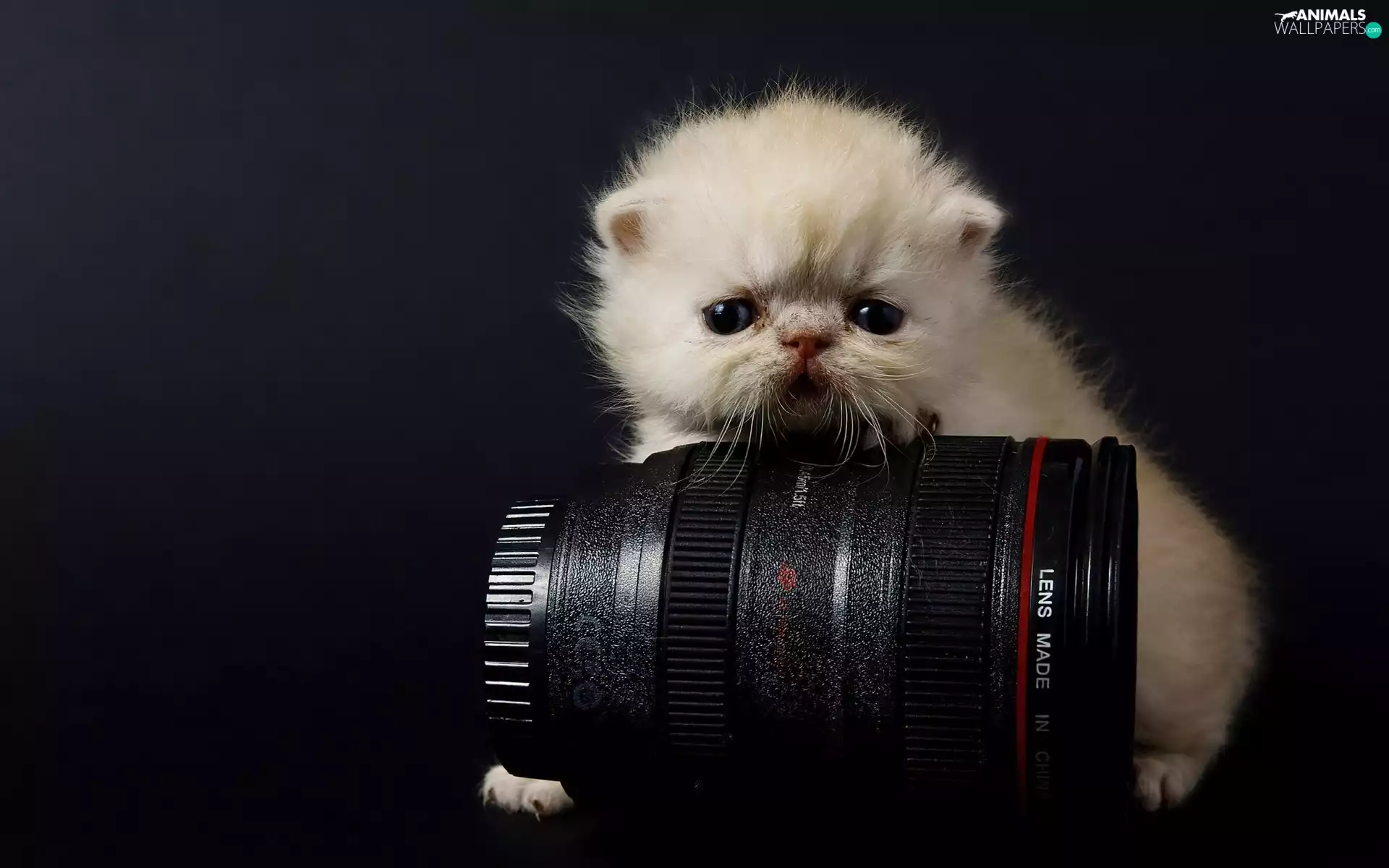 objective, Camera, small, kitten, White