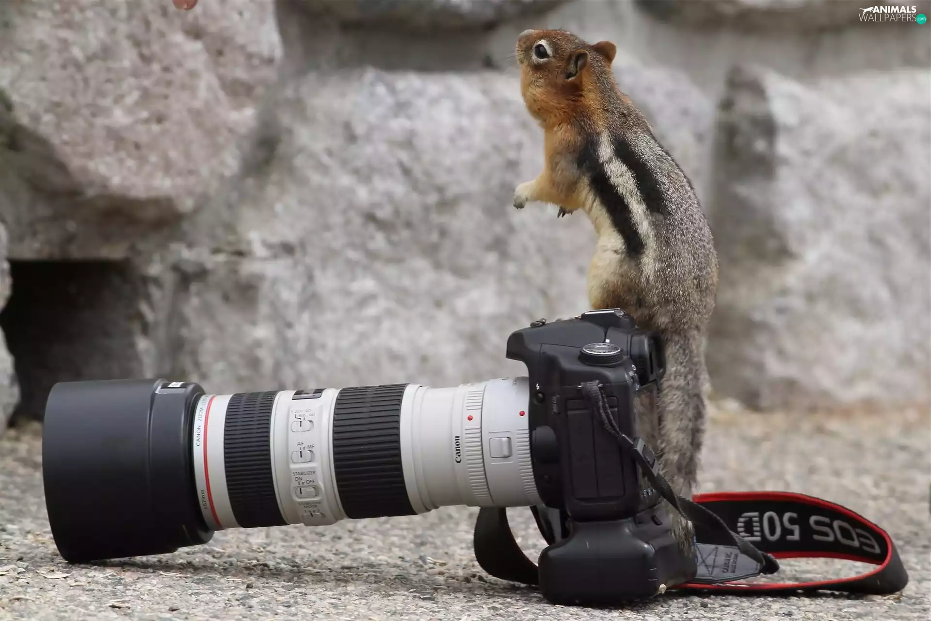 squirrel, photographic, rocks, Camera