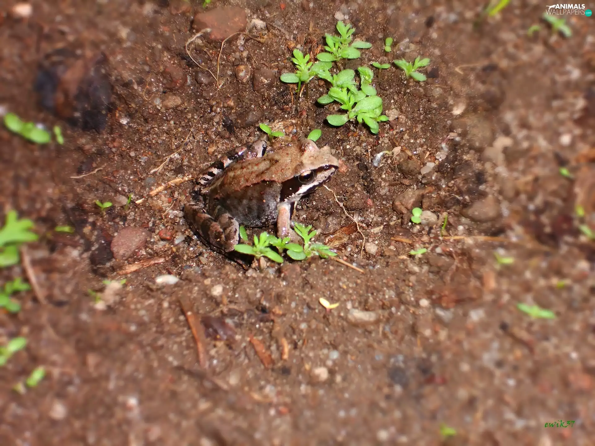 Plants, strange frog, camouflage