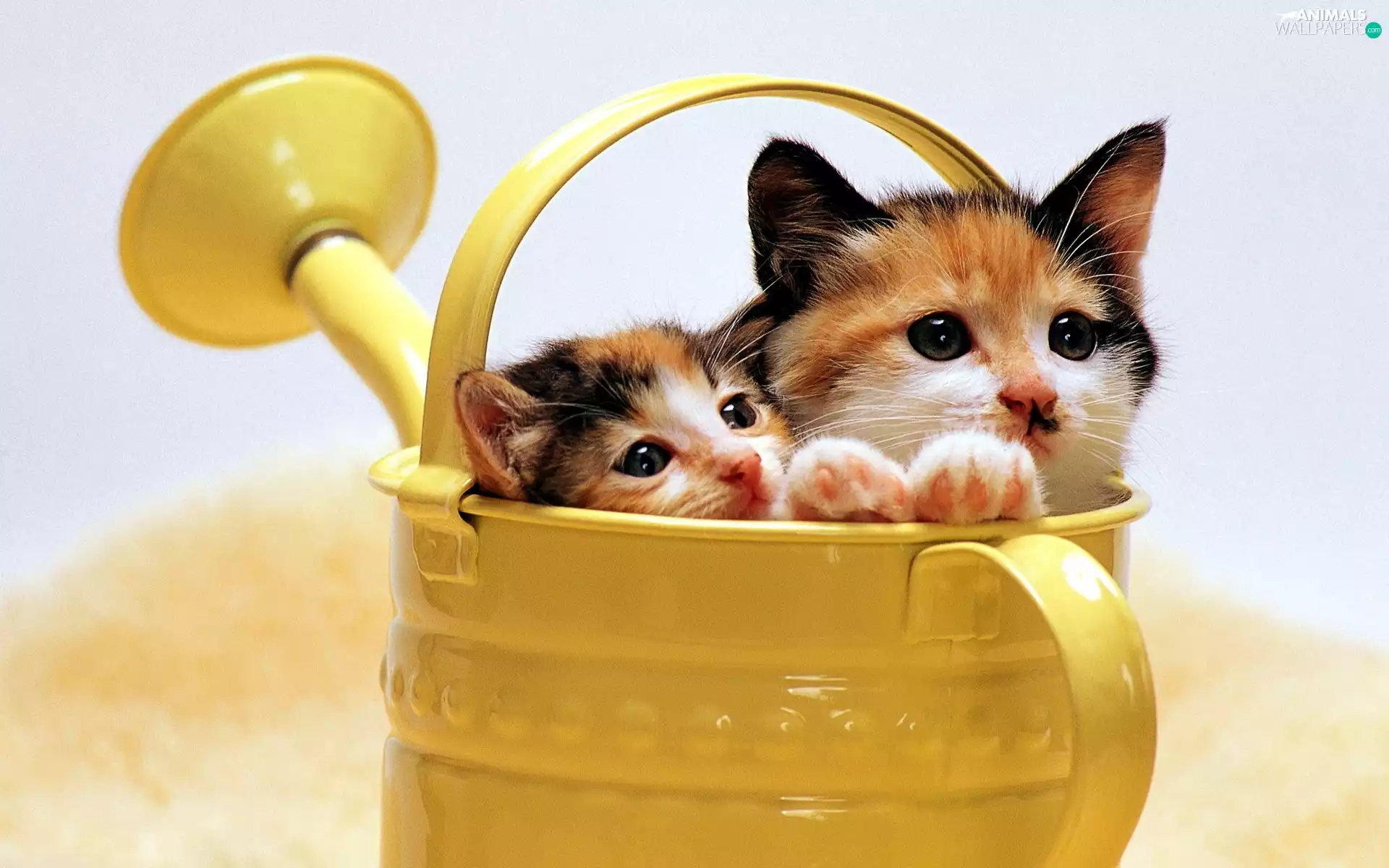 watering can, Two cars, puss