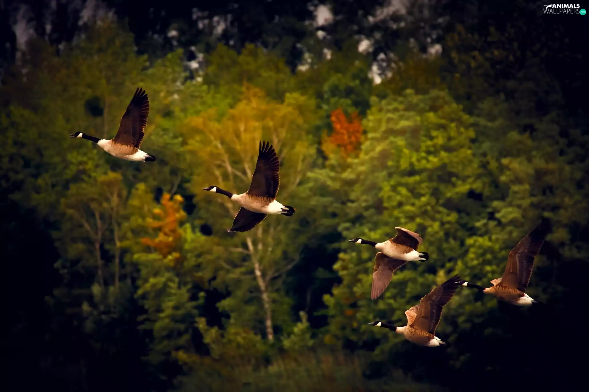 flight, autumn, geese, Canada Goose, wild
