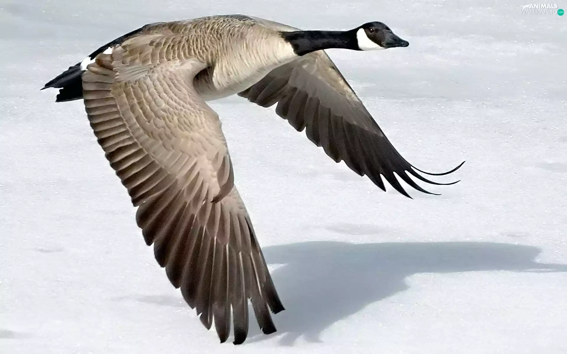 Canadian Goose