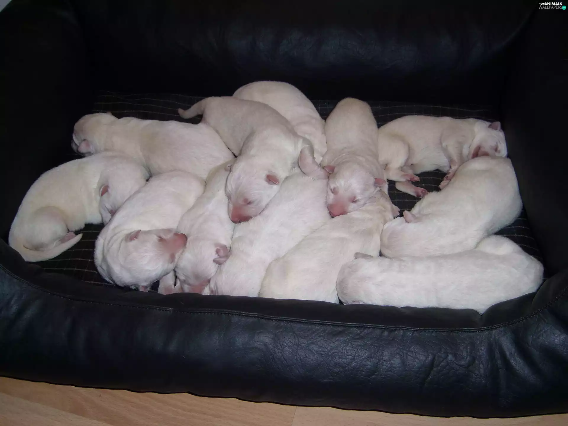 puppies, Shepherd US-Canadian