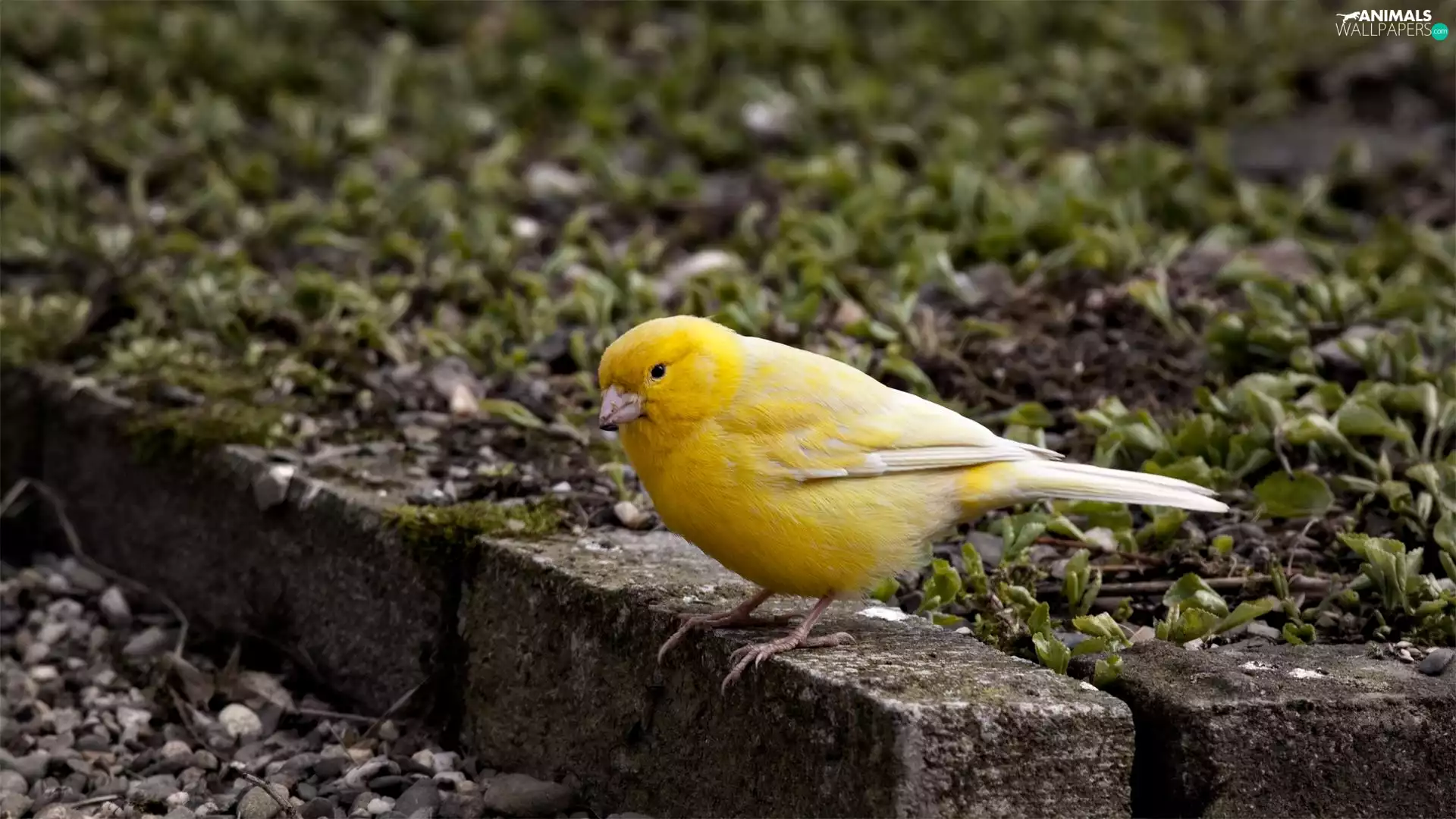 canary, curb