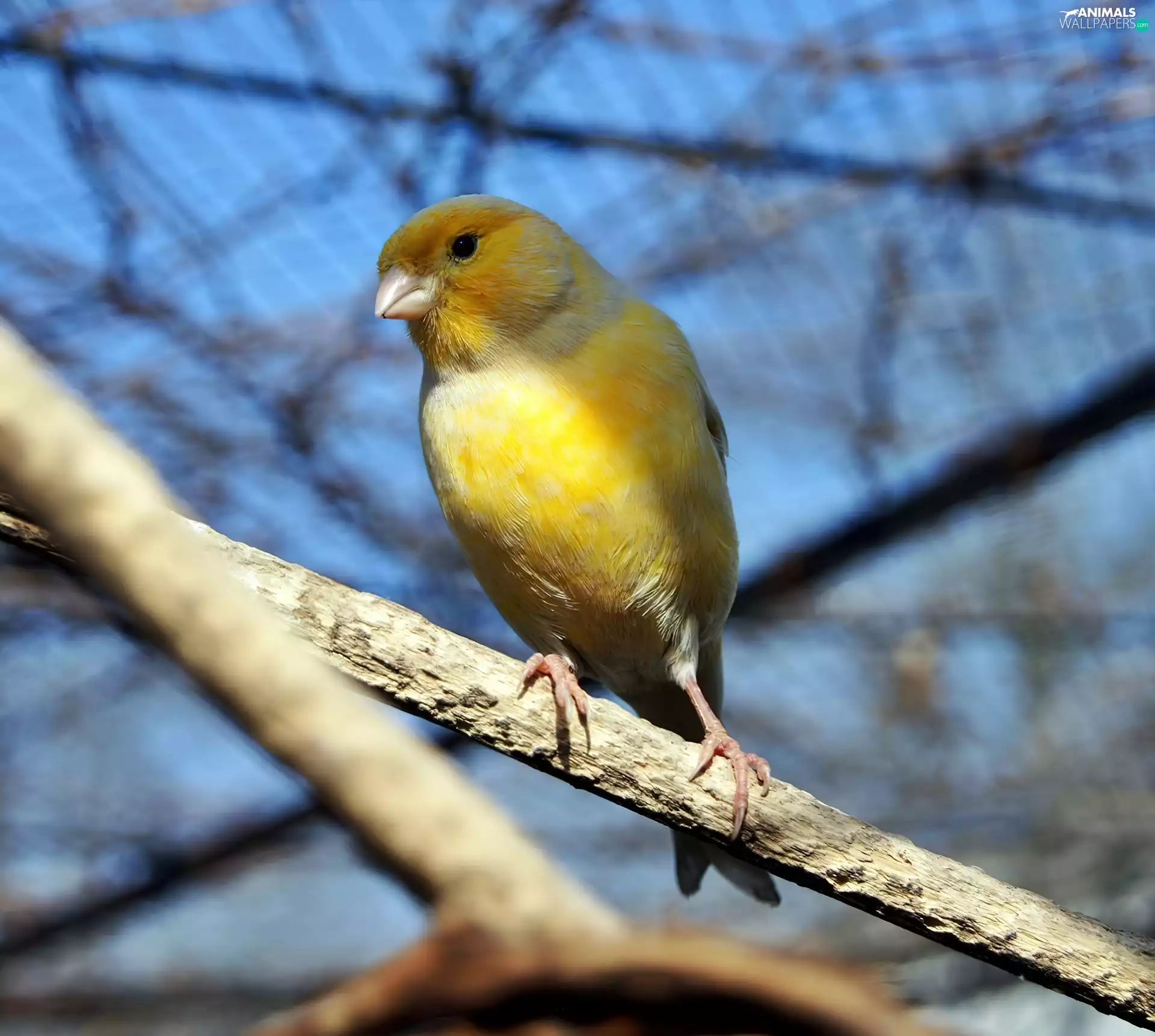 canary, twig