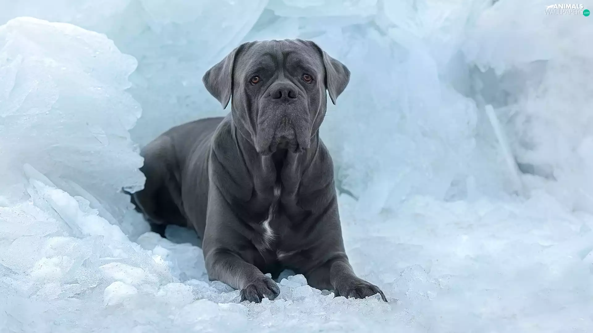 graphite, Cane Corso, Icecream, dog