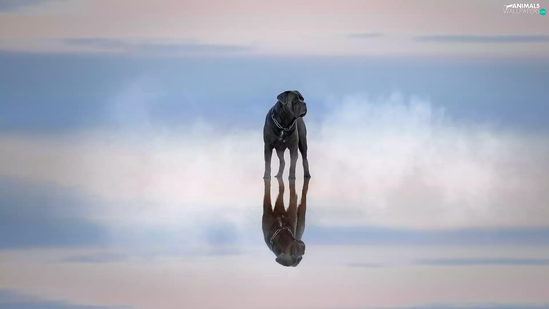 water, reflection, dog, Cane Corso, graphite