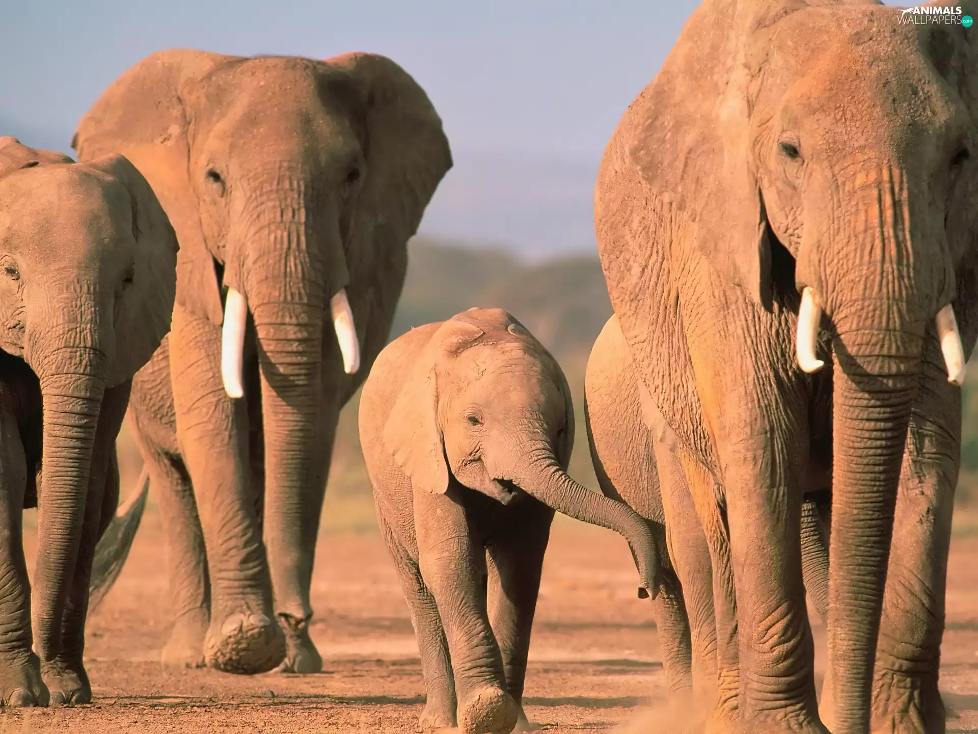 baby elephant, Elephants, canines