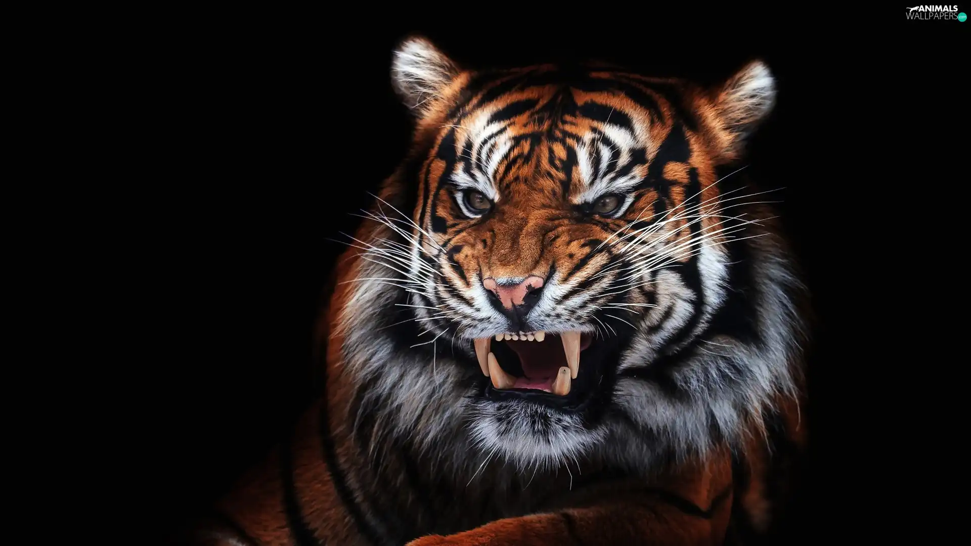 black background, tiger, canines