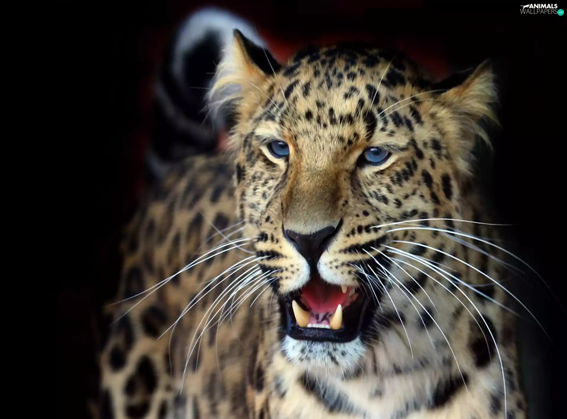 canines, Leopards, Head