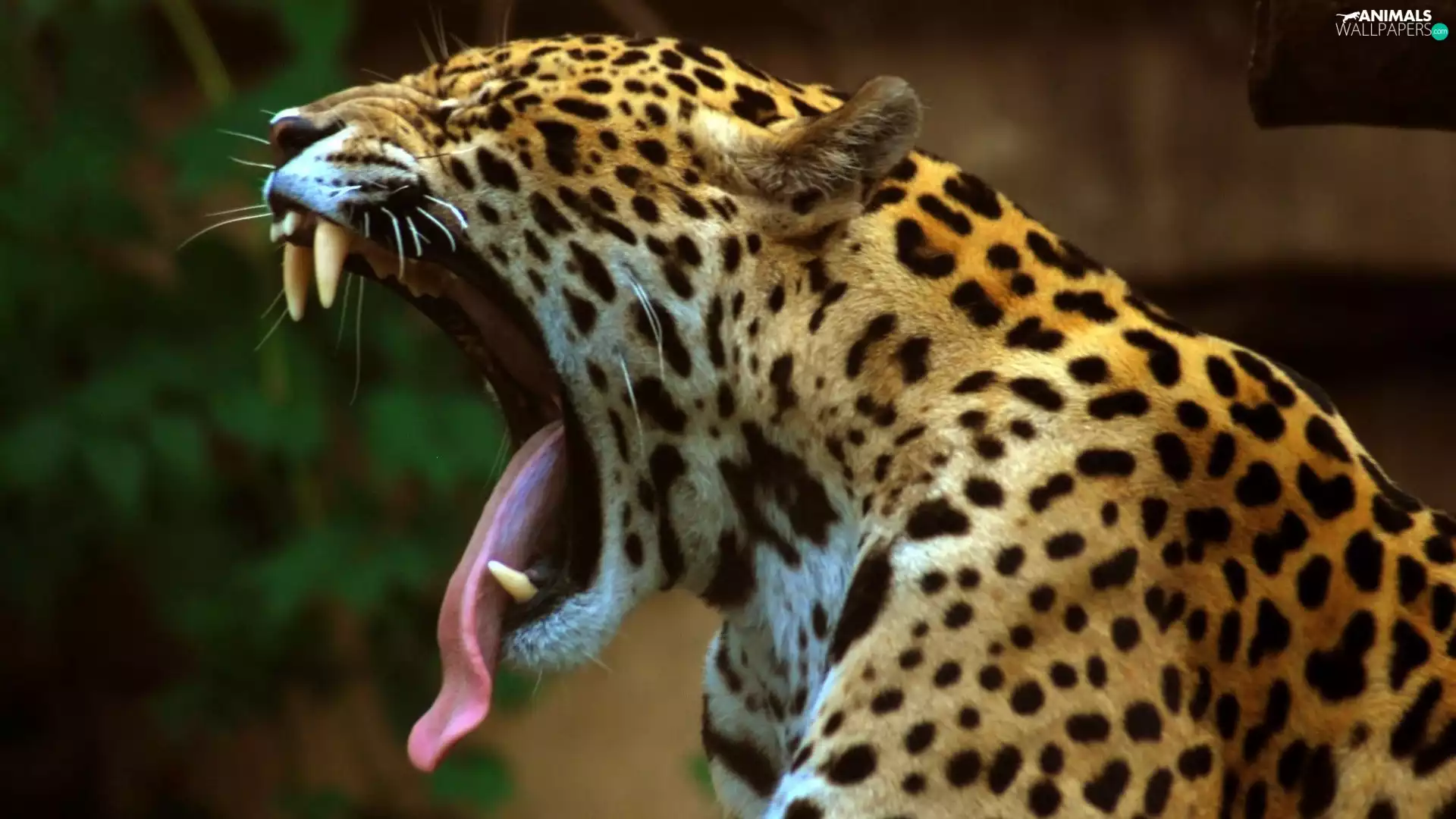 canines, roaring, Leopards
