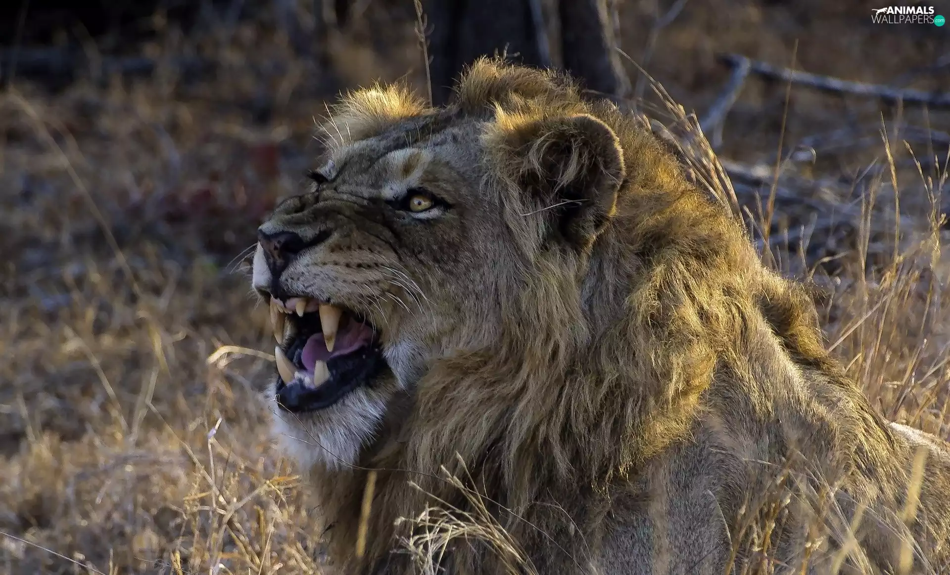 canines, enraged, Lion