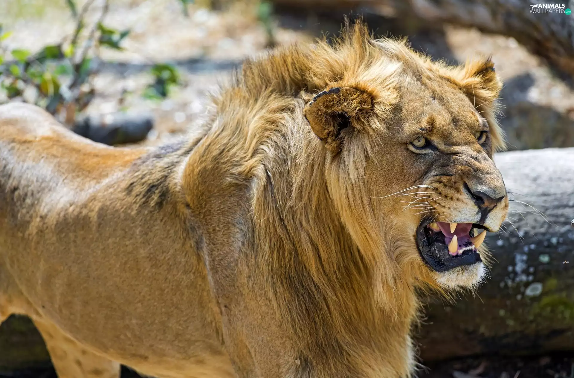canines, young, Lion