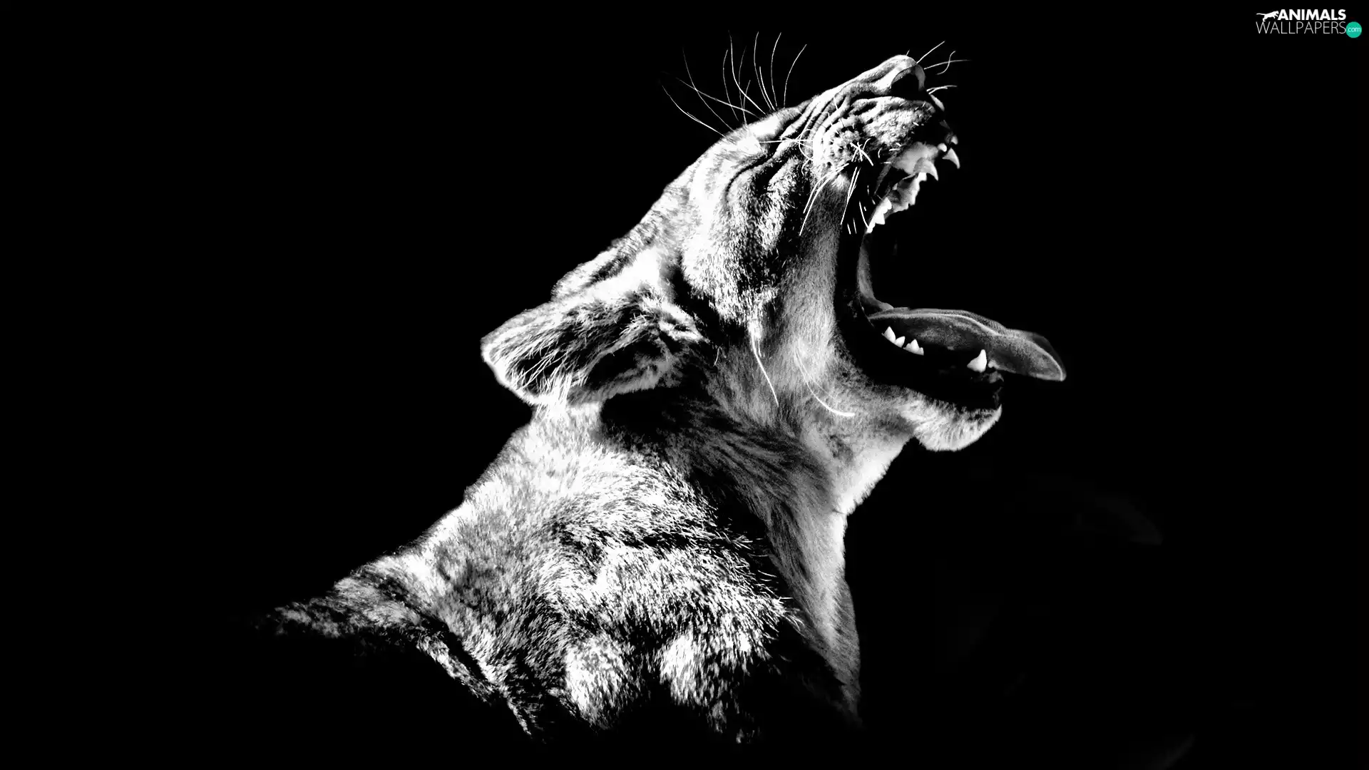 canines, Lion, Lioness