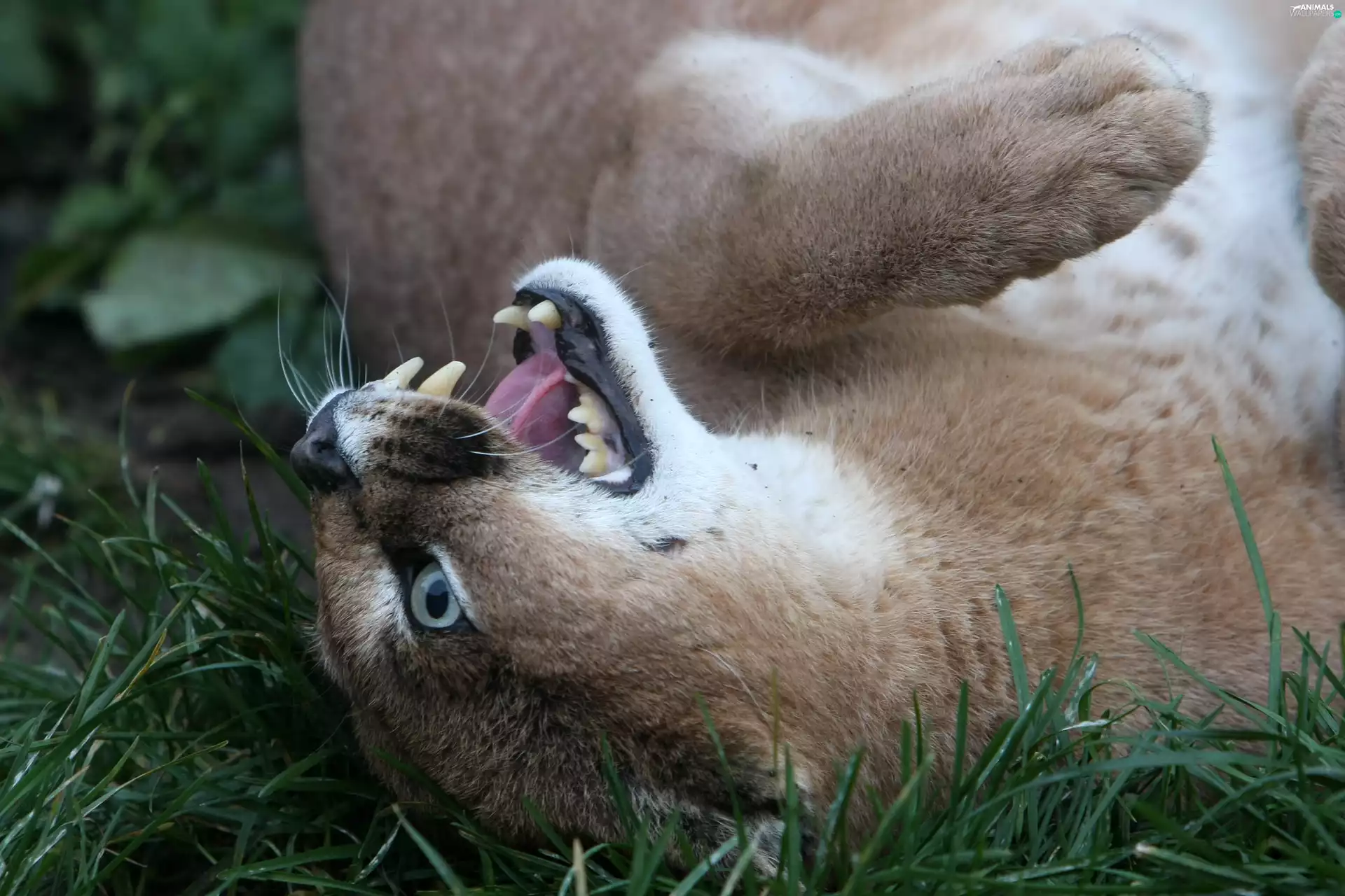 canines, Caracal, lying