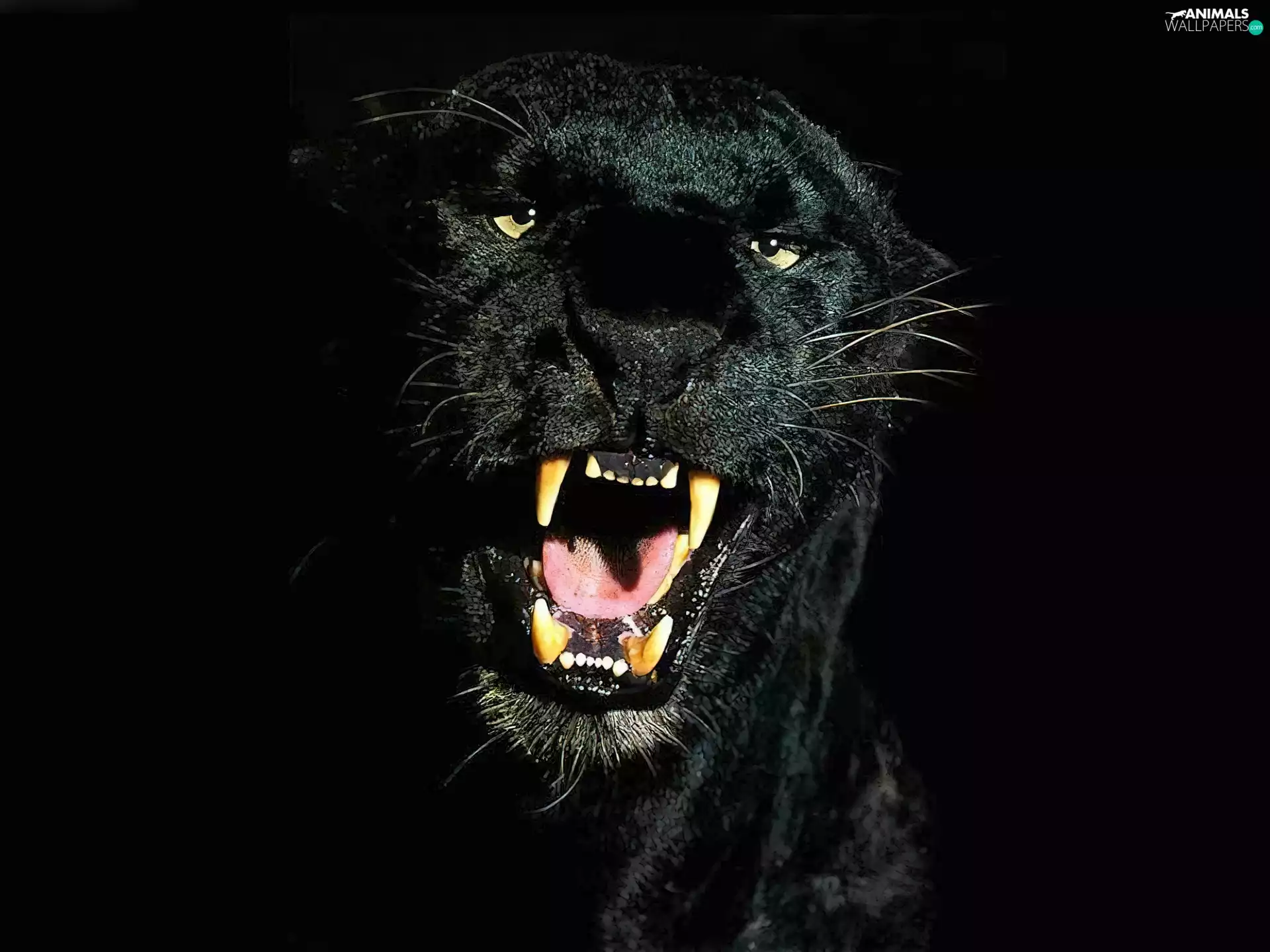 canines, black, Panther