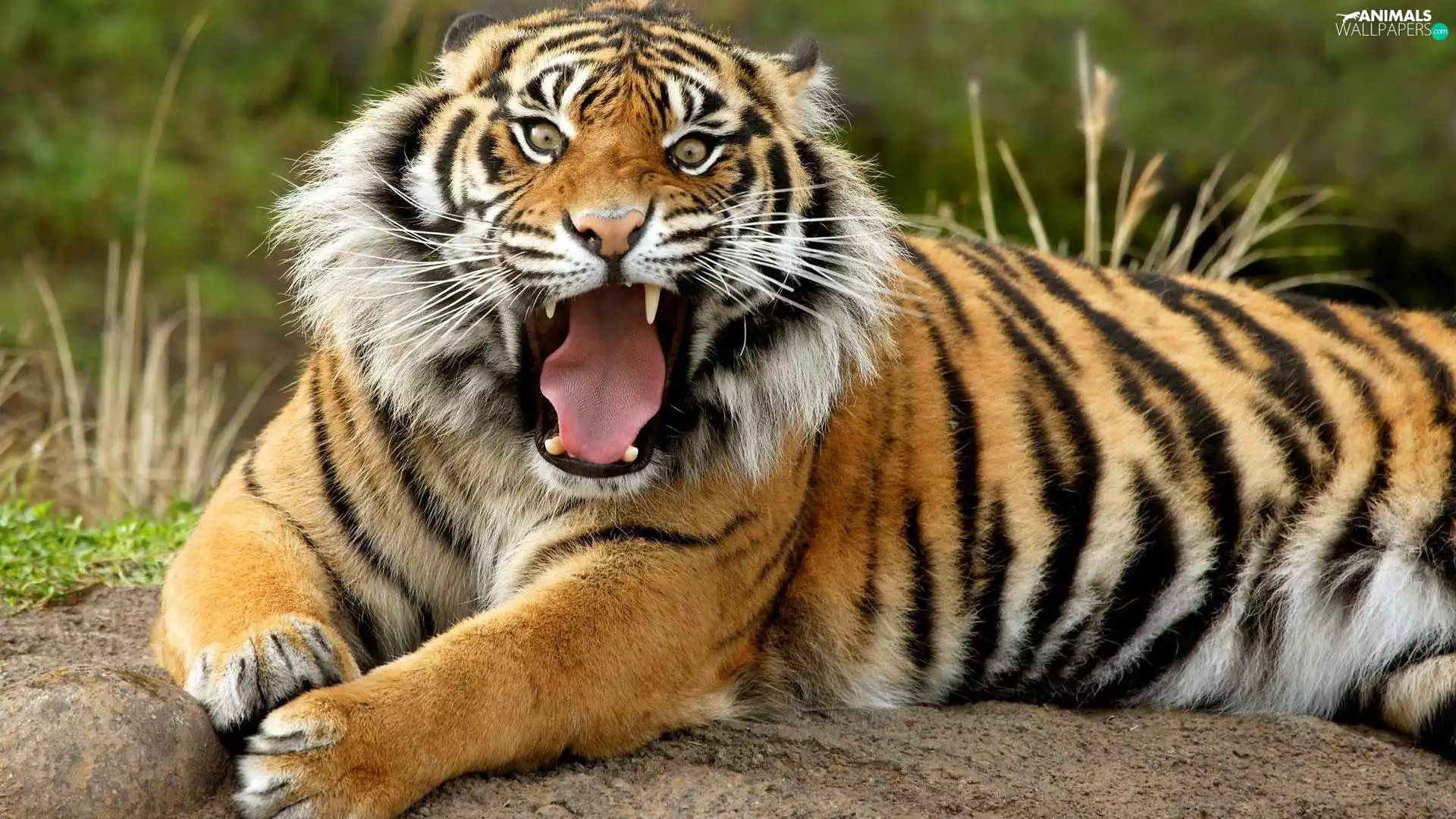 canines, tiger, Tounge