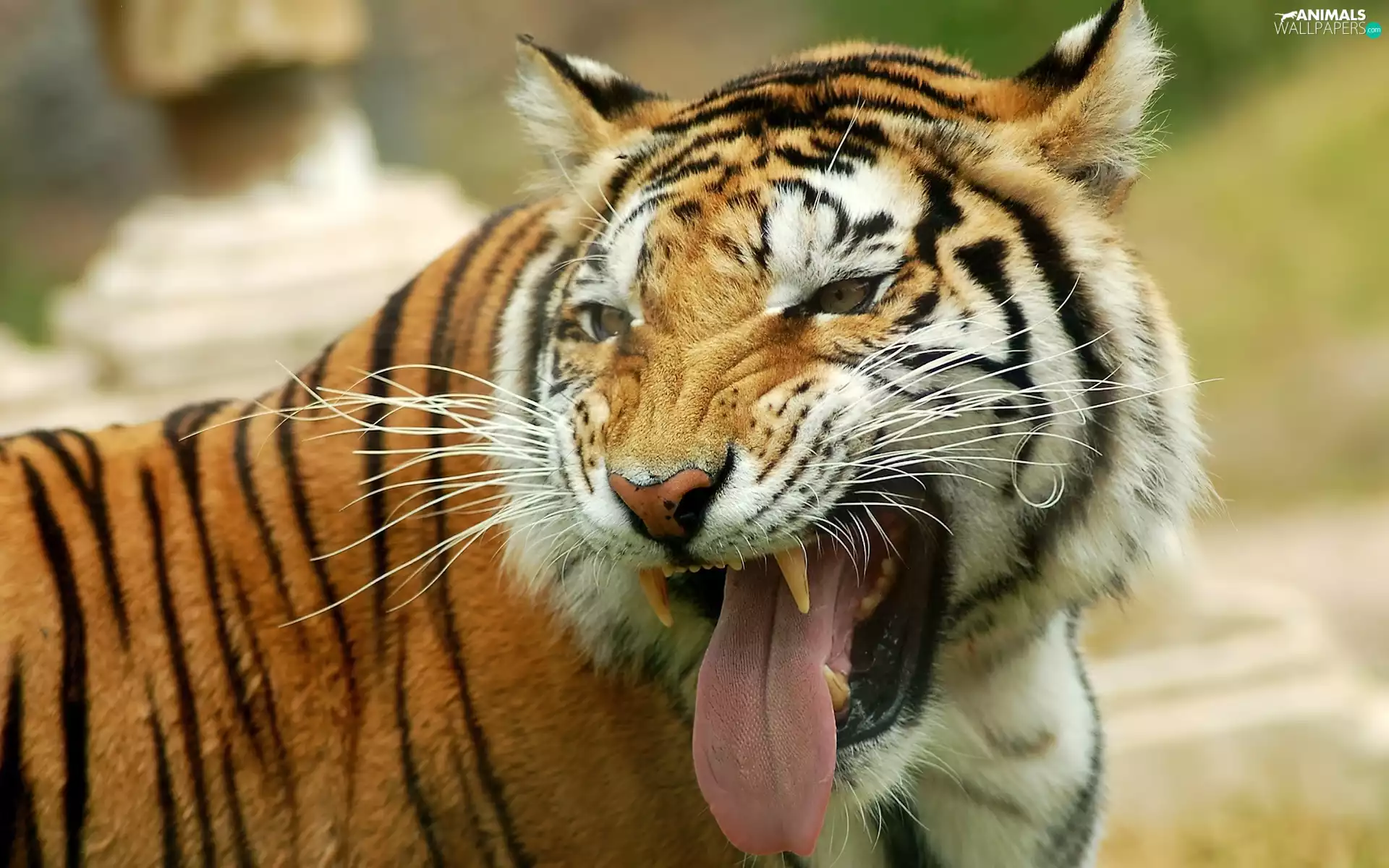 canines, tiger, Tounge