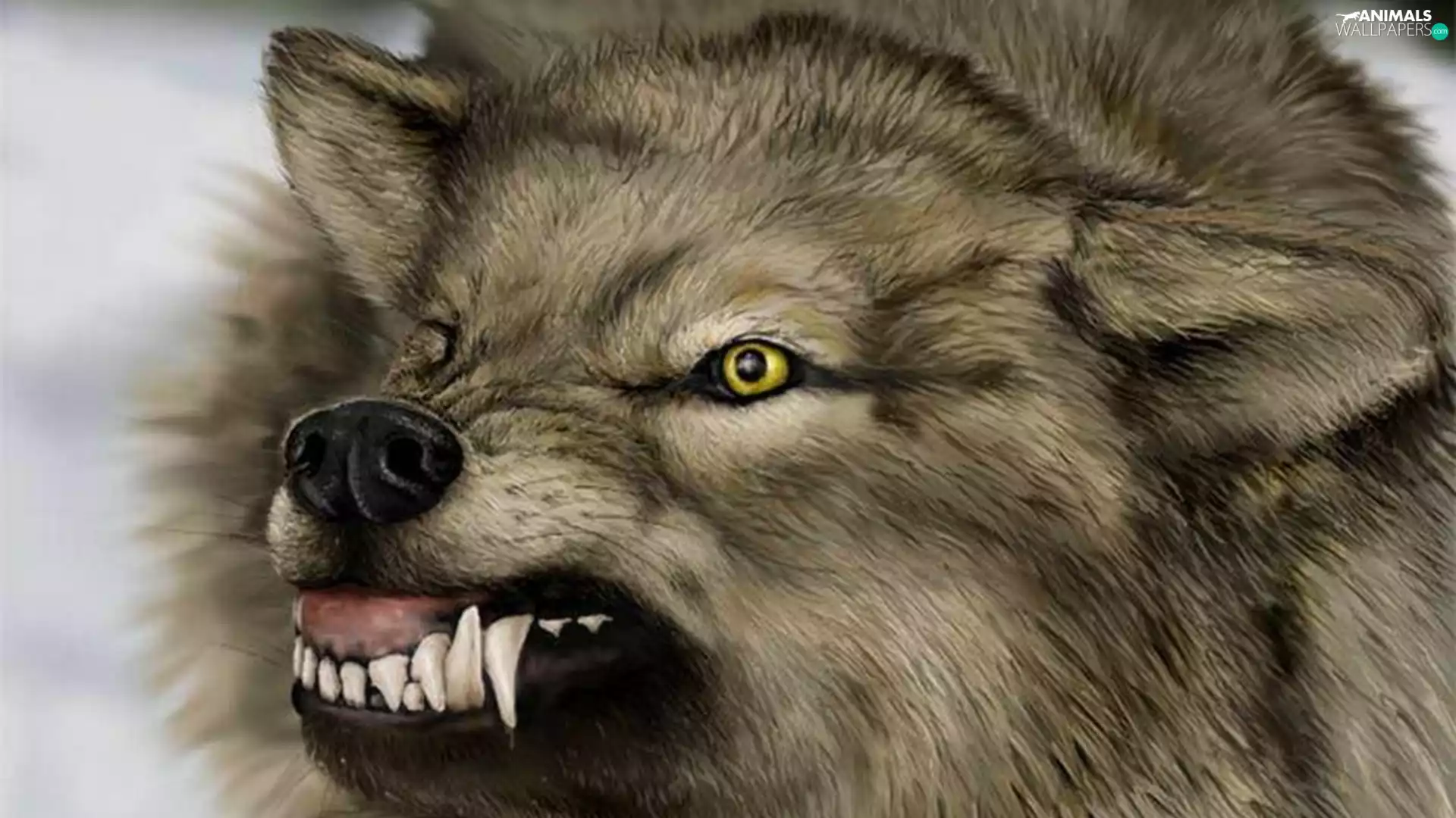 canines, enraged, Wolf