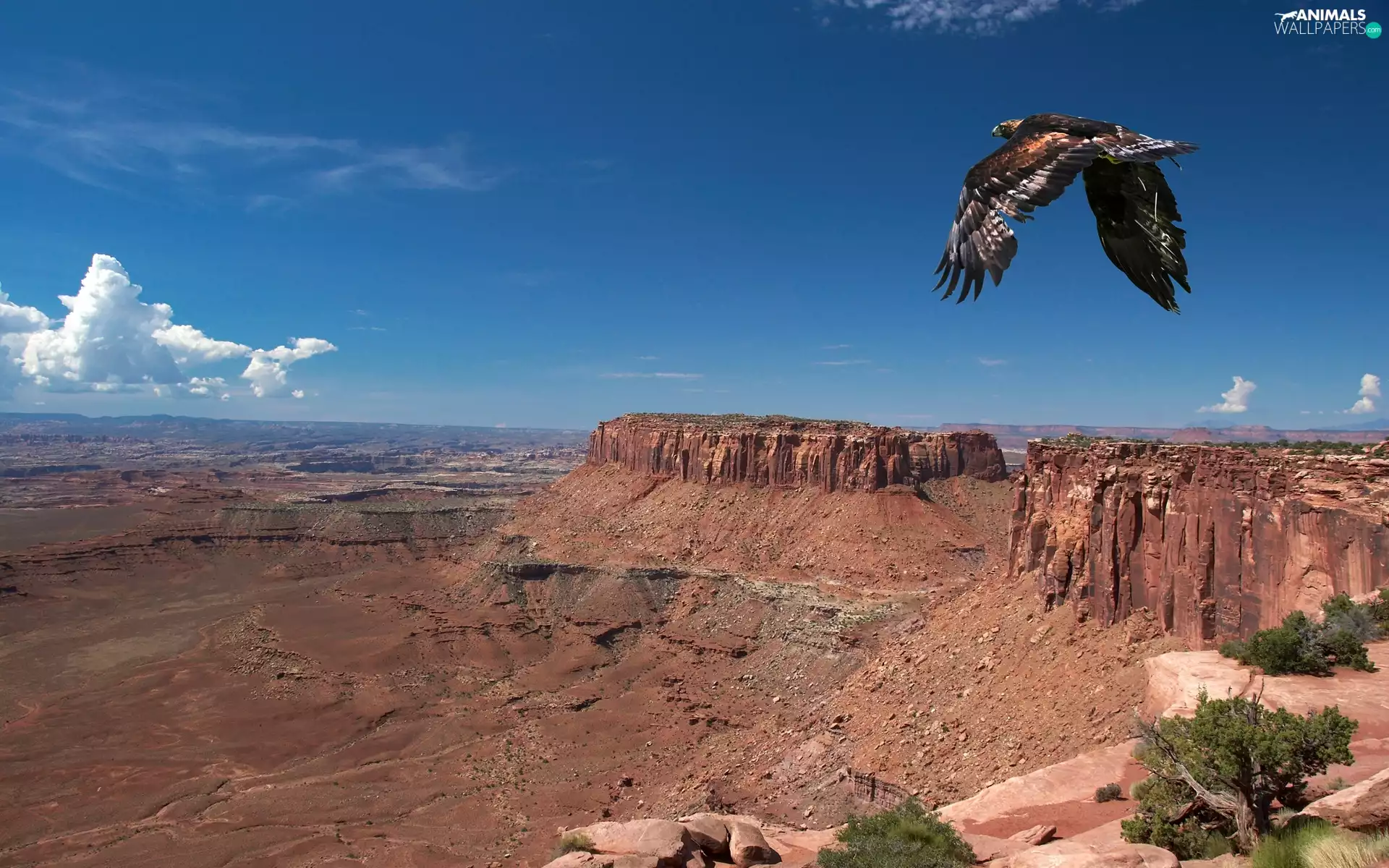 canyon, eagle