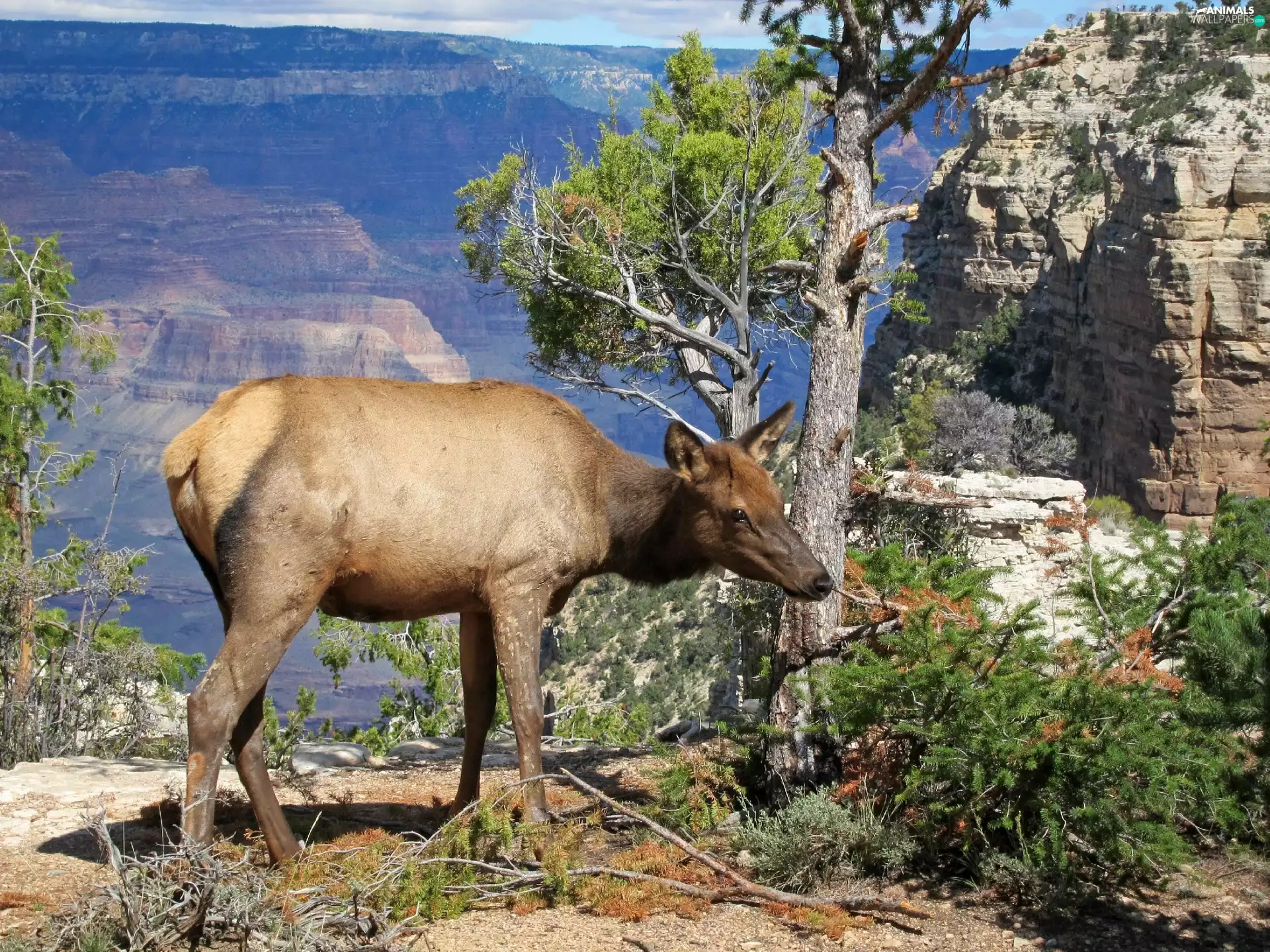canyon, deer, large