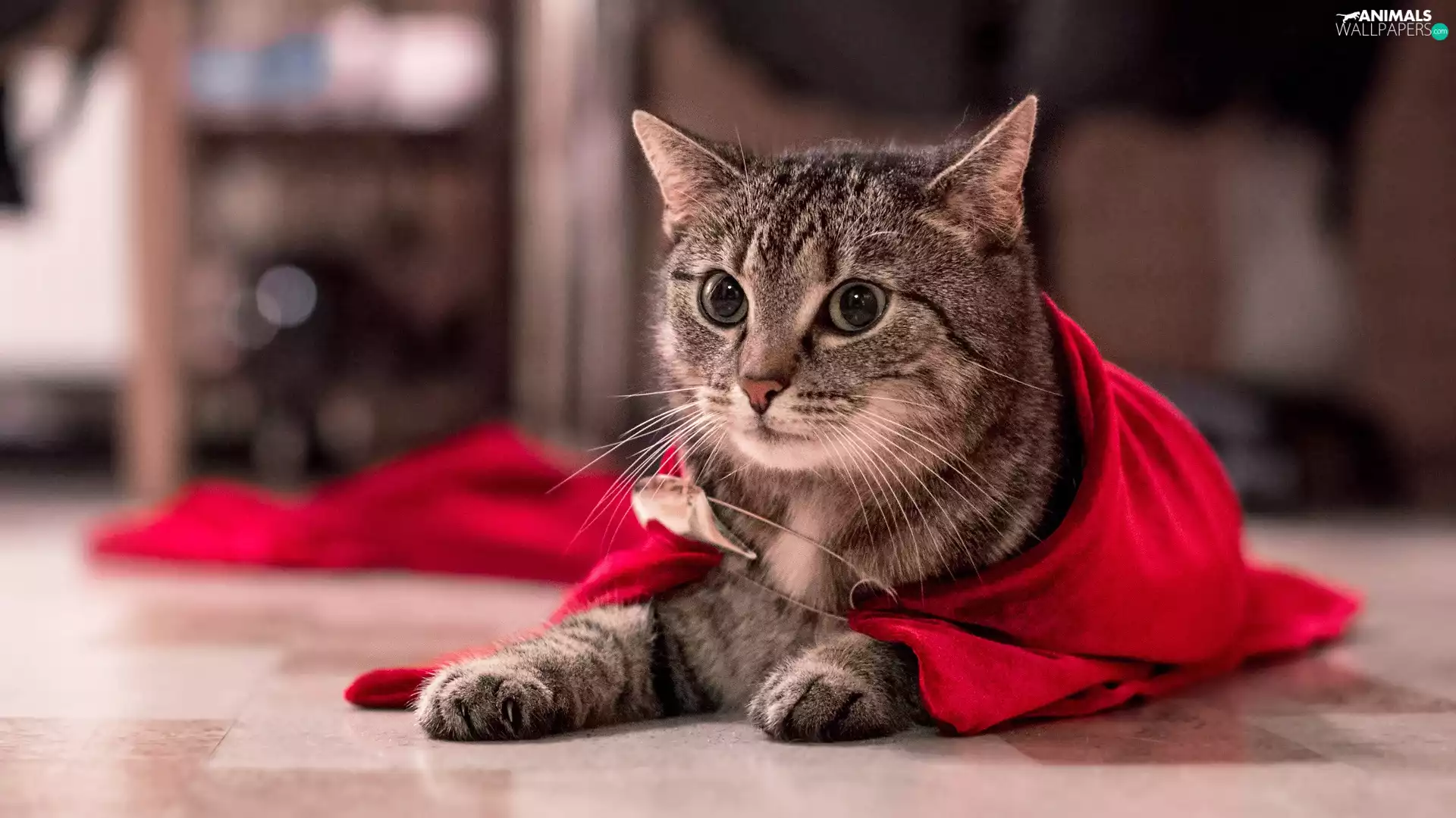 cape, cat, hero