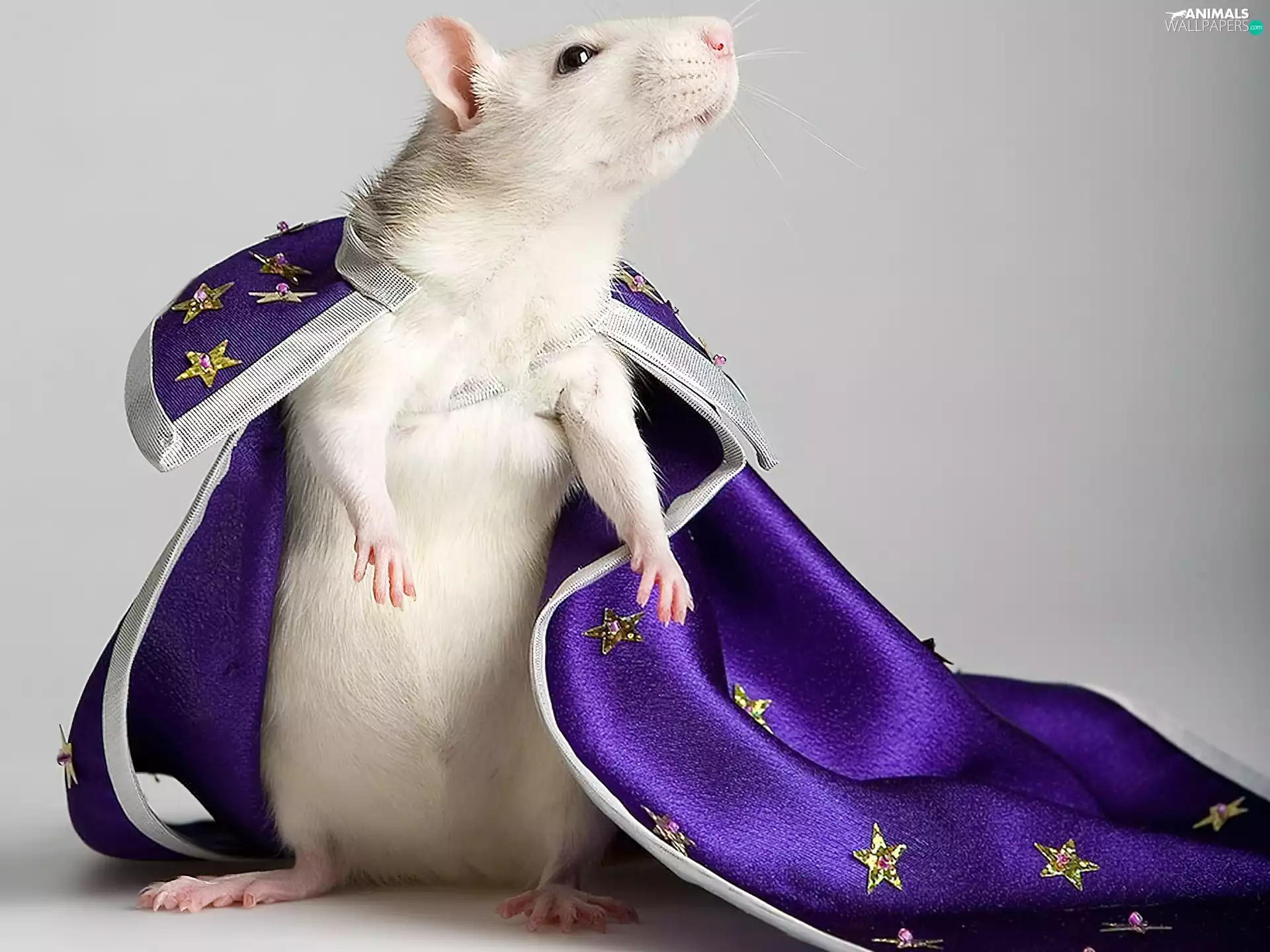 the magician, rat, cape