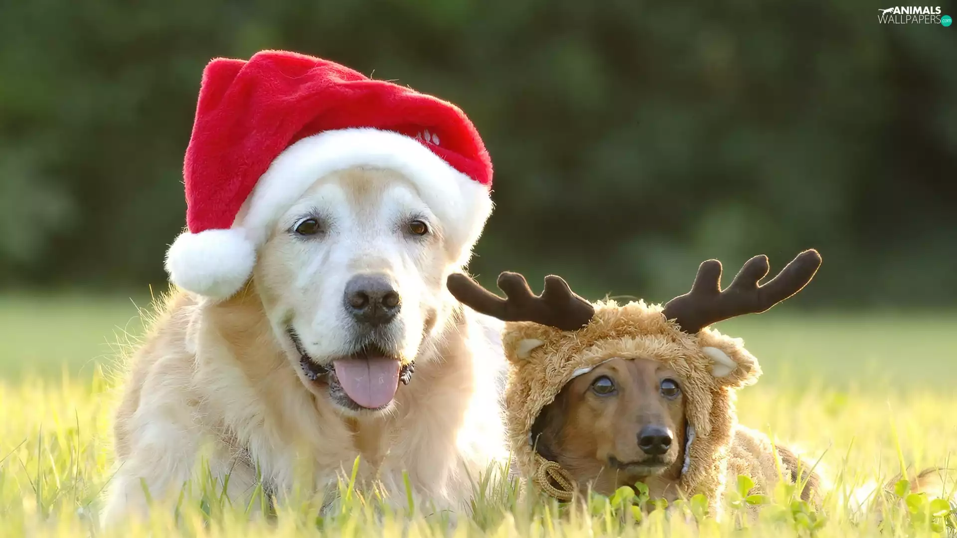 Nicholas, reindeer, Dogs, caps, Two cars