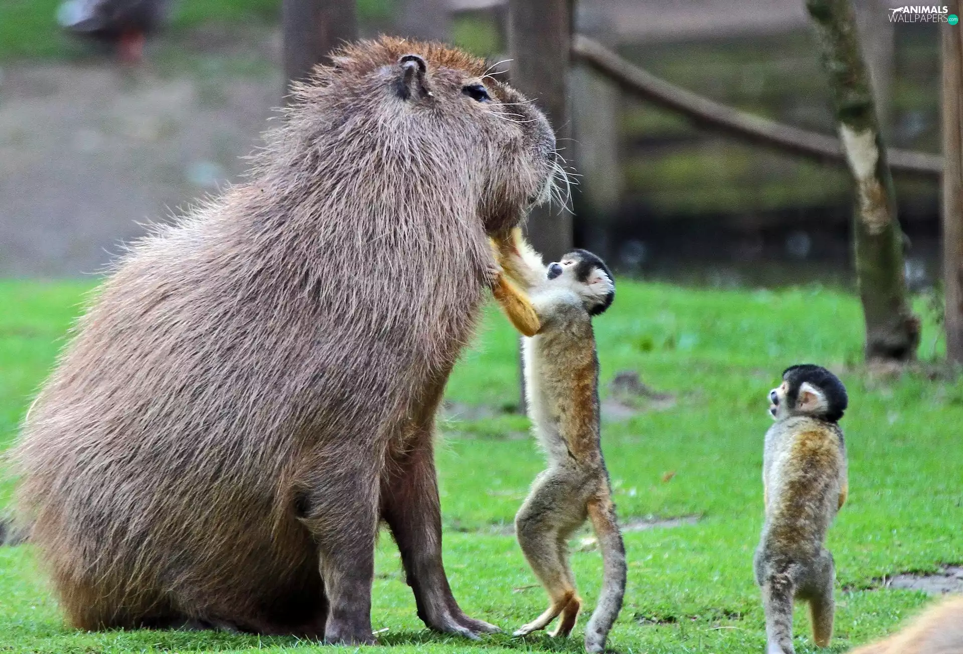 Capybara, monkey