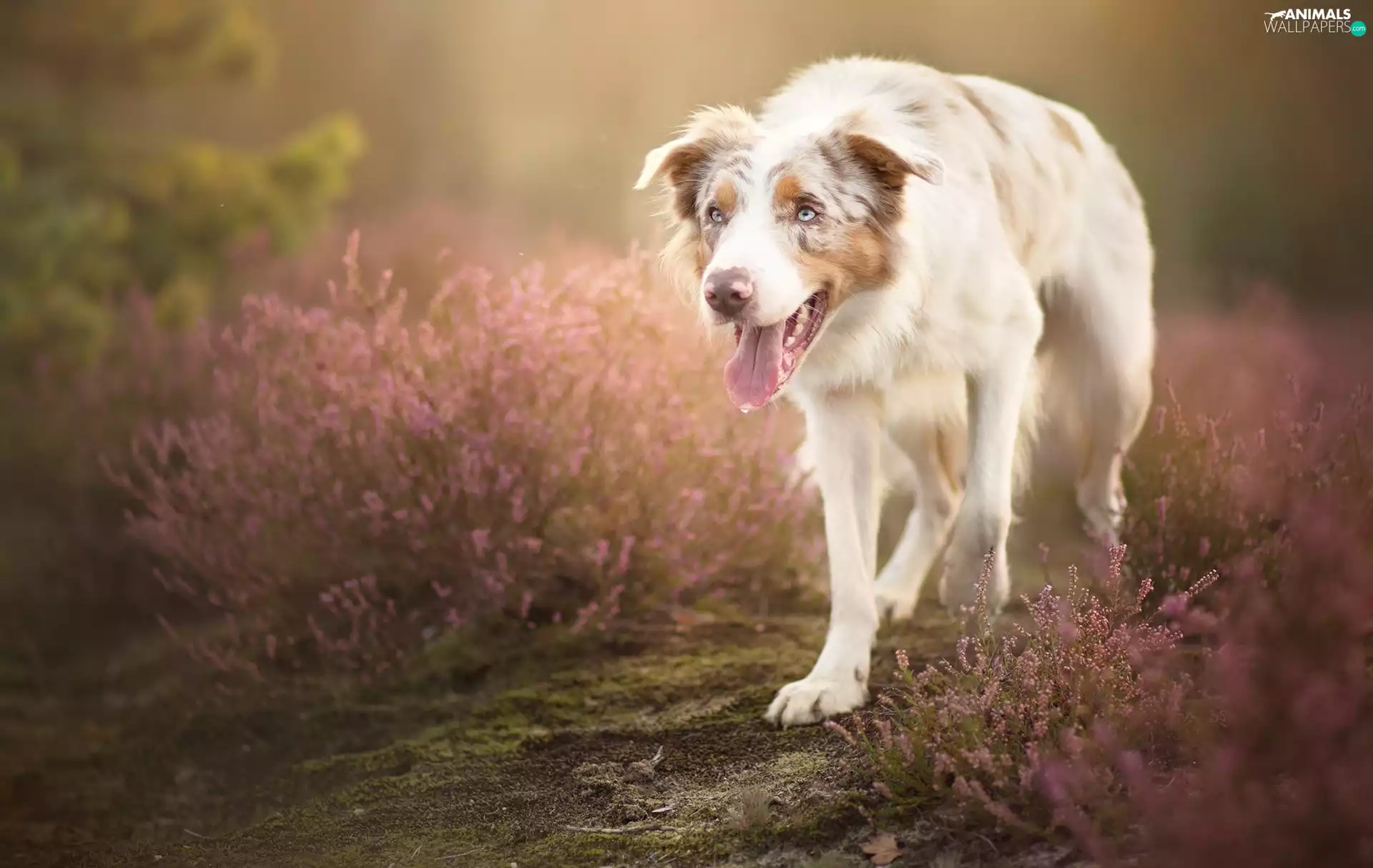 heather, Border Collie, car in the meadow