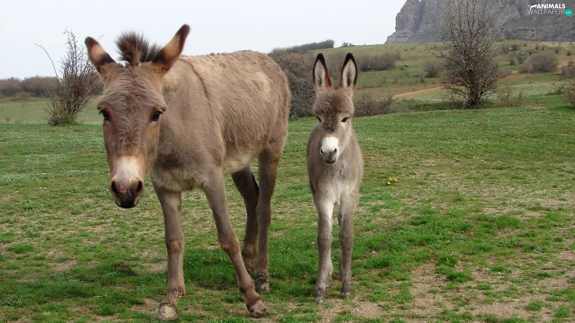 car in the meadow, Bush, small, Donkey, she-ass