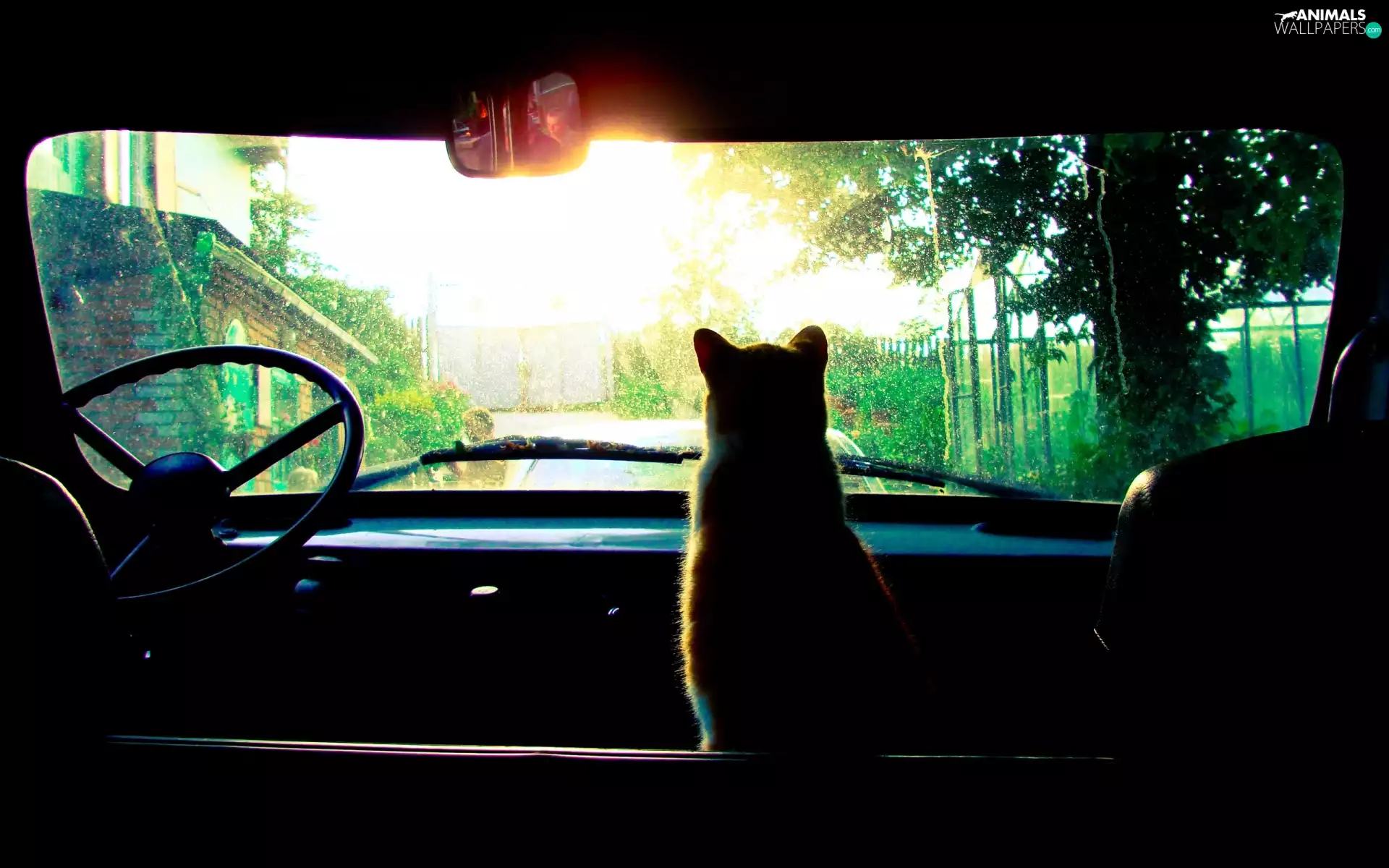 driver, kitten, motor car