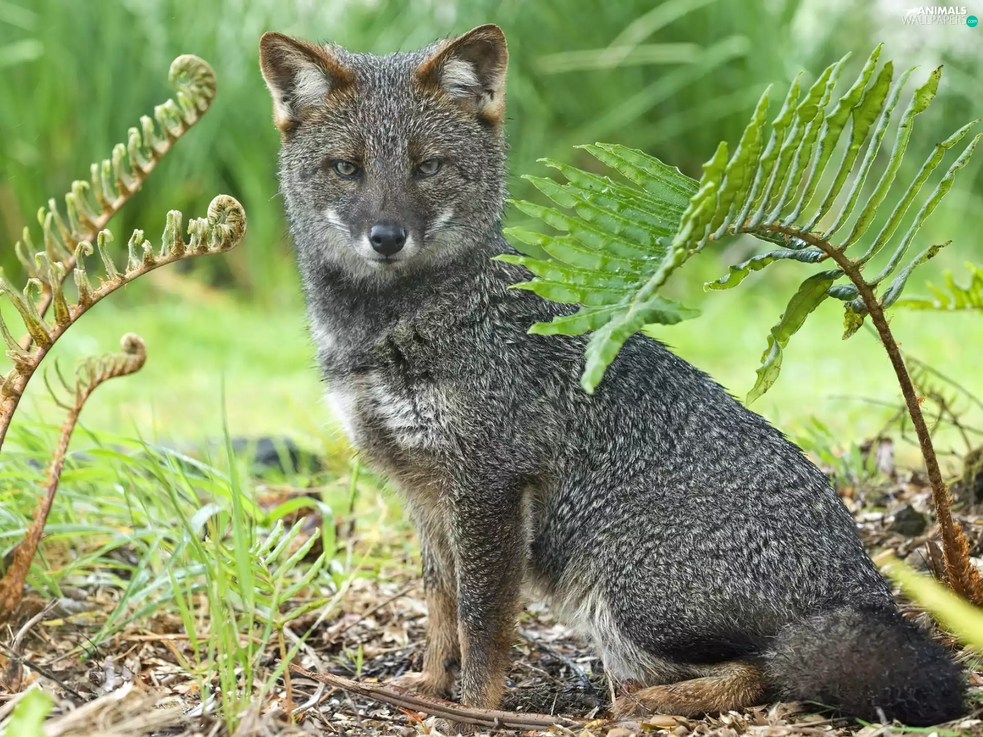 fox, fern, forest, car in the meadow