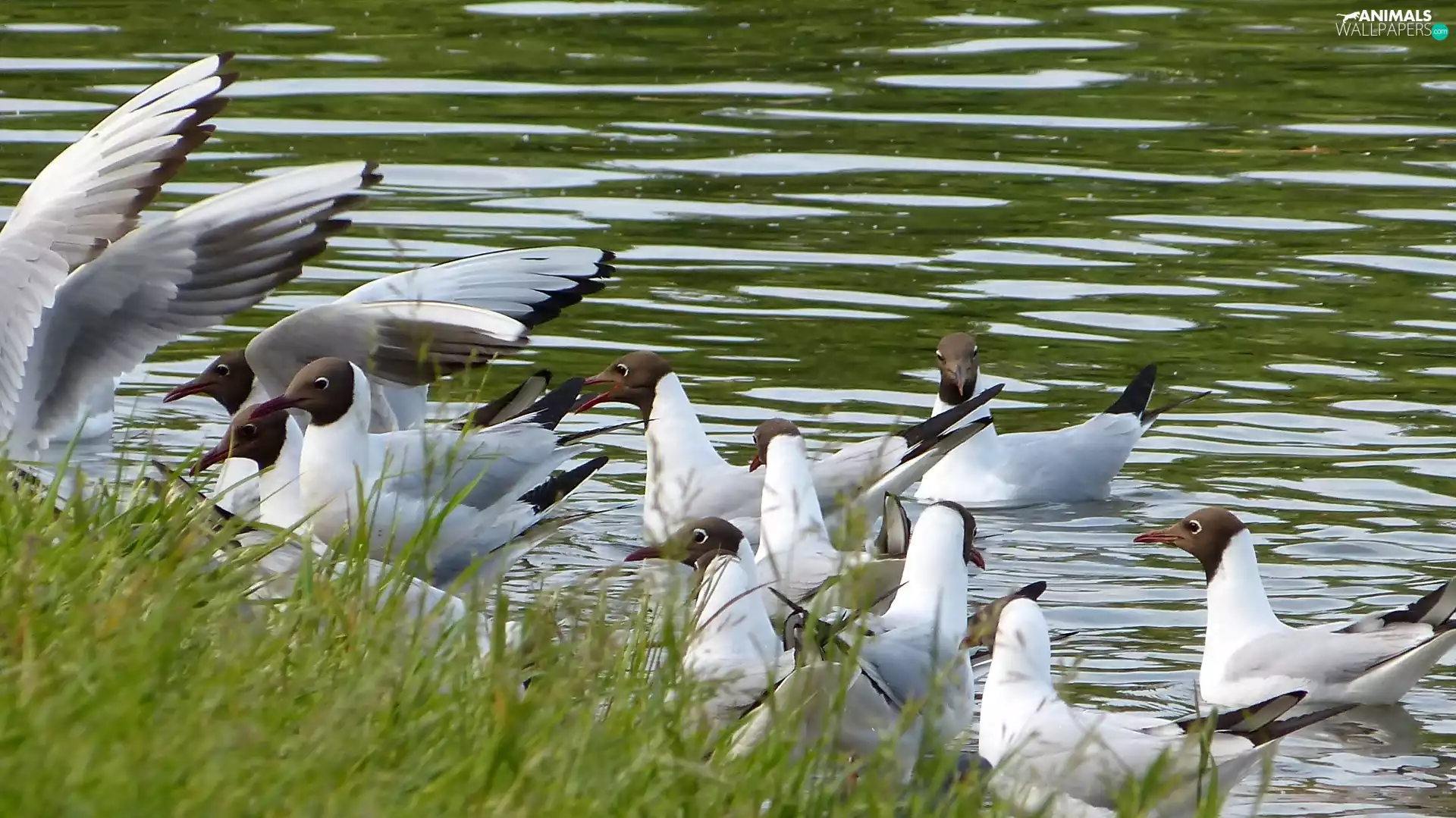 grass, gulls, Pond - car