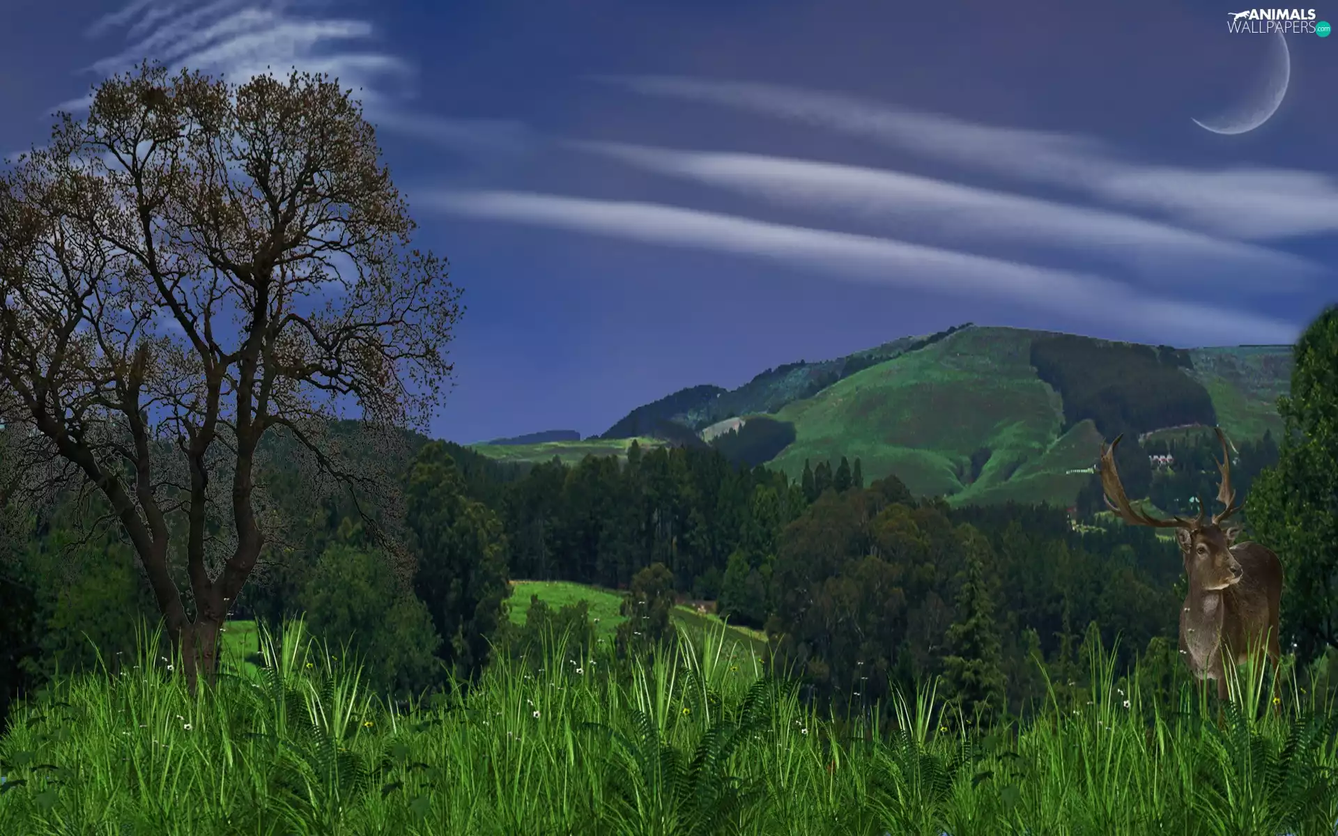 evening, deer, Mountains, car in the meadow
