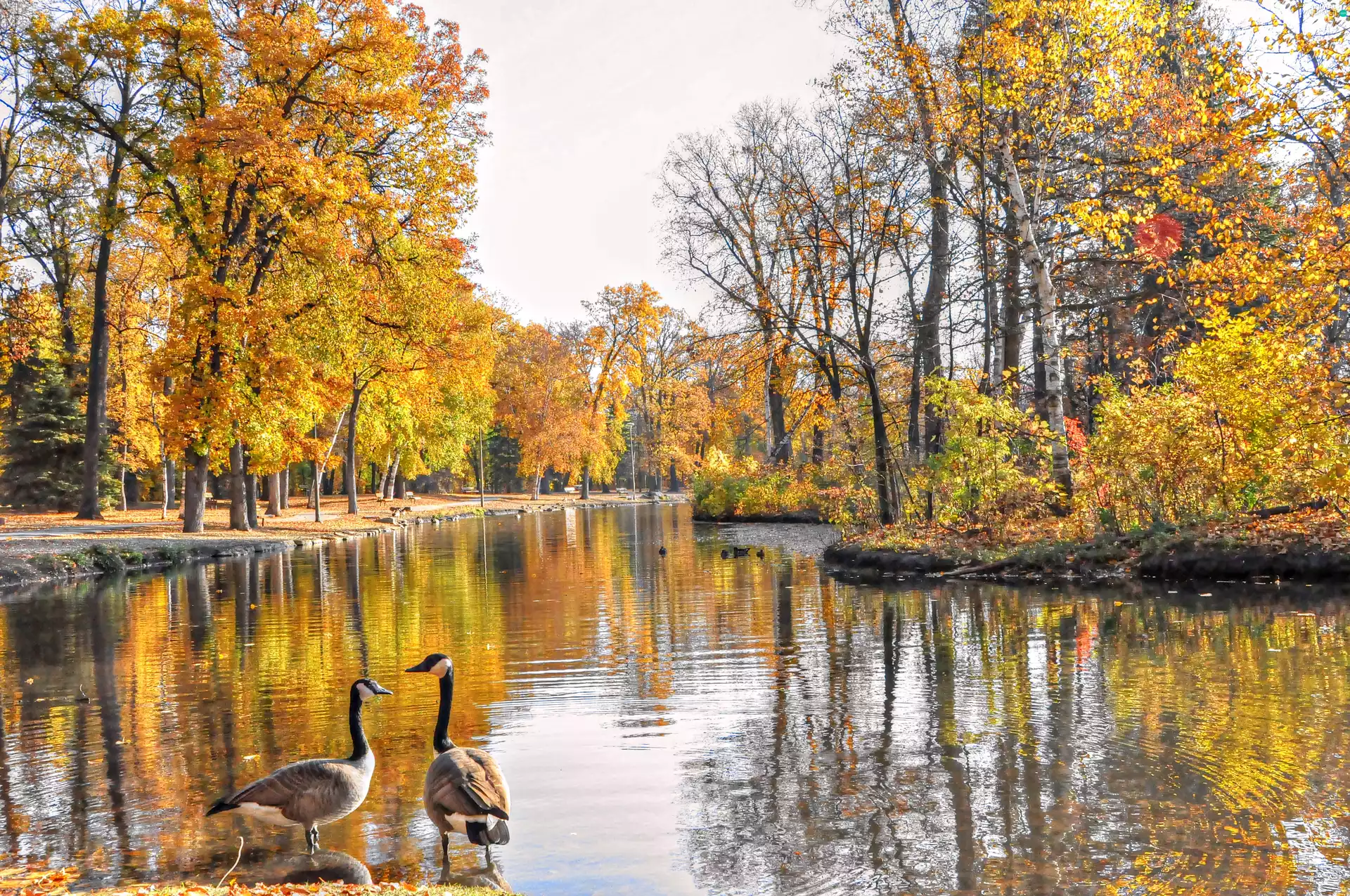 viewes, geese, Pond - car, trees, Park