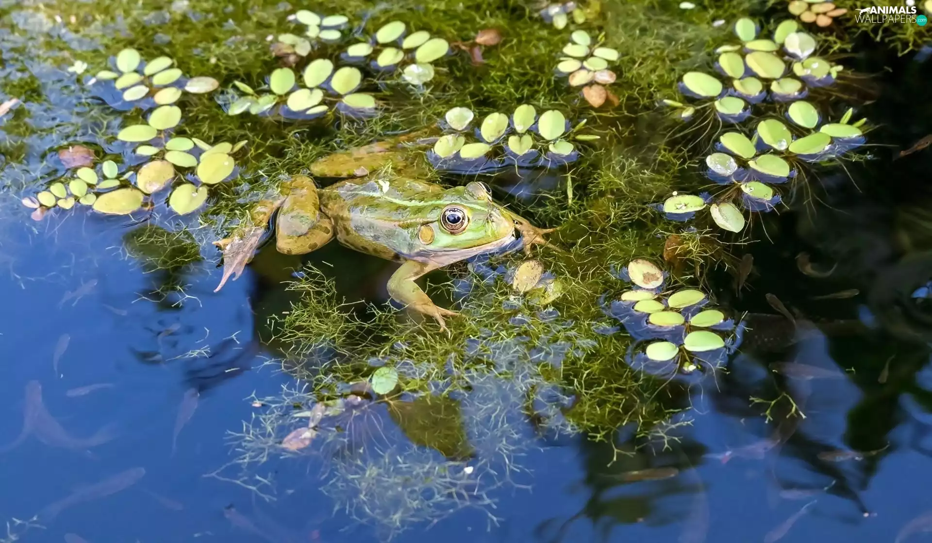 Plants, frog, Pond - car