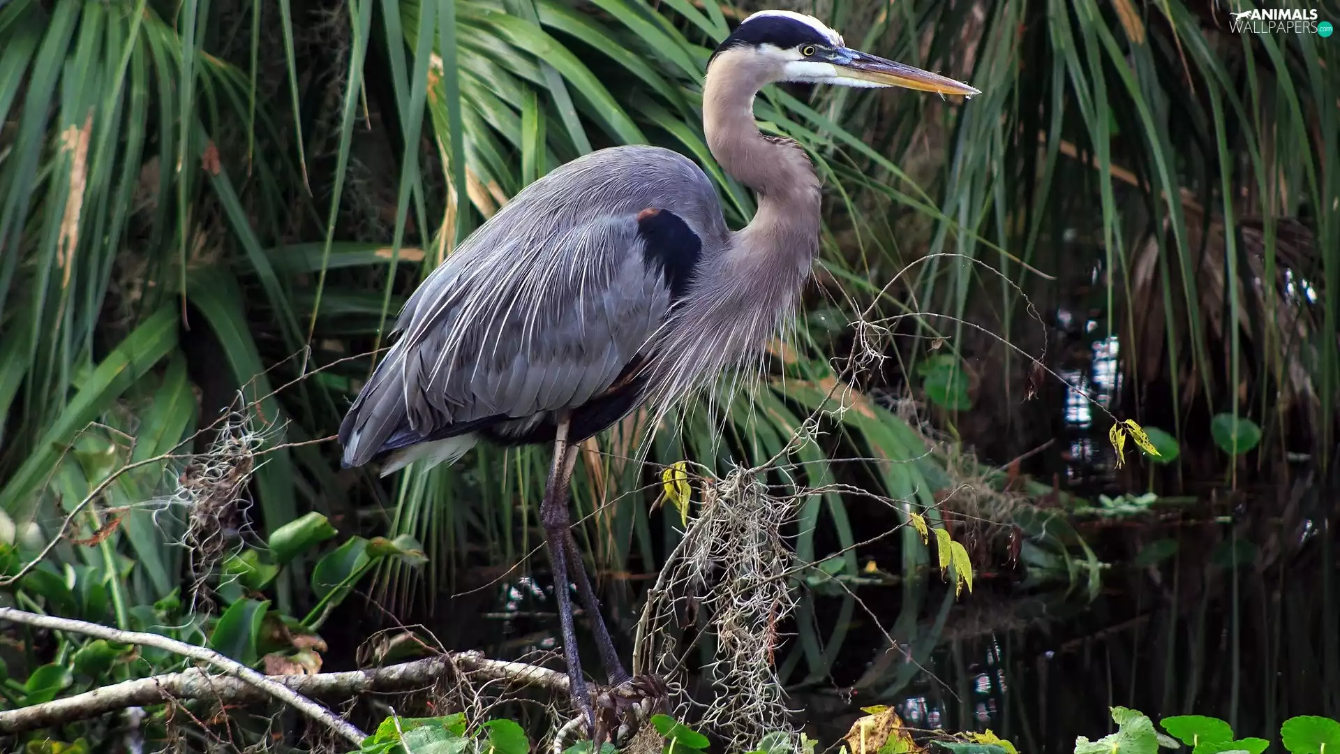 Bird, Plants, Pond - car, Great Blue Heron