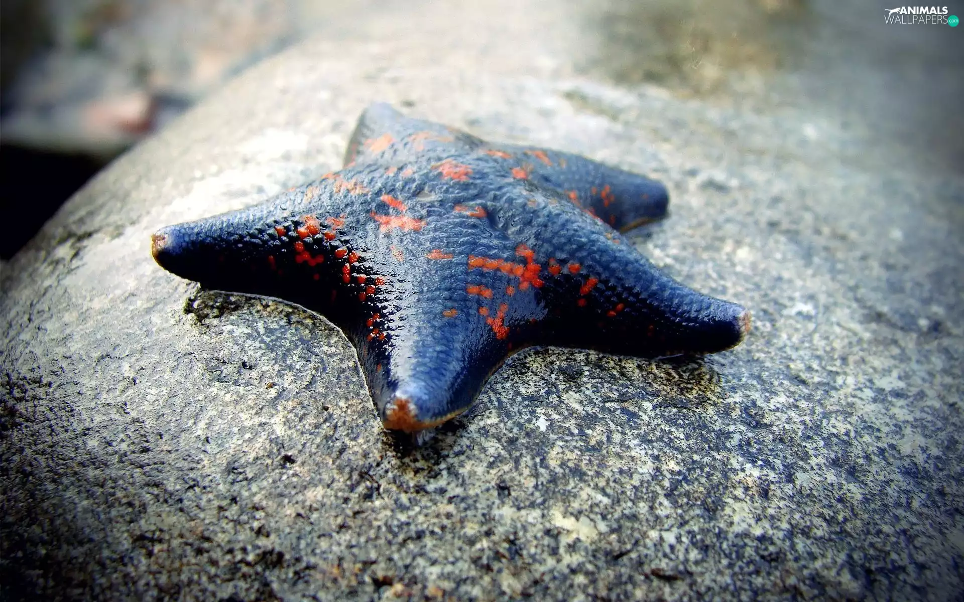 Granate car, Red, Spots, starfish