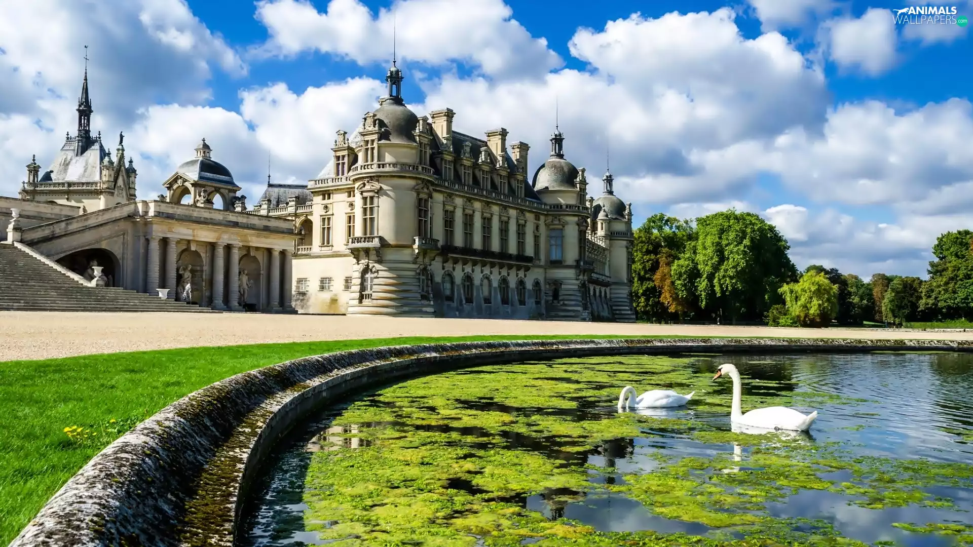 Swan, palace, Pond - car