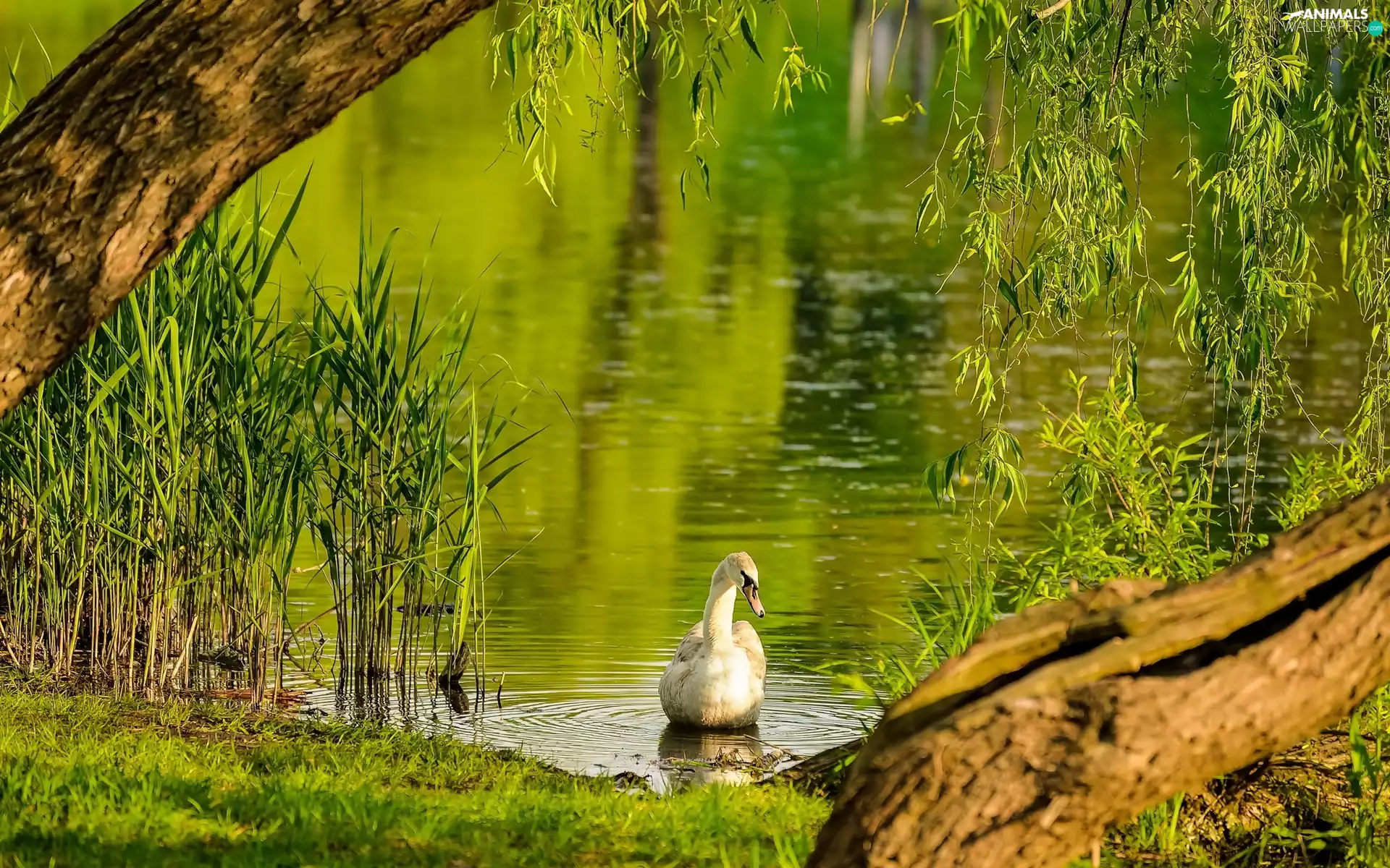 Tree, swan, Pond - car